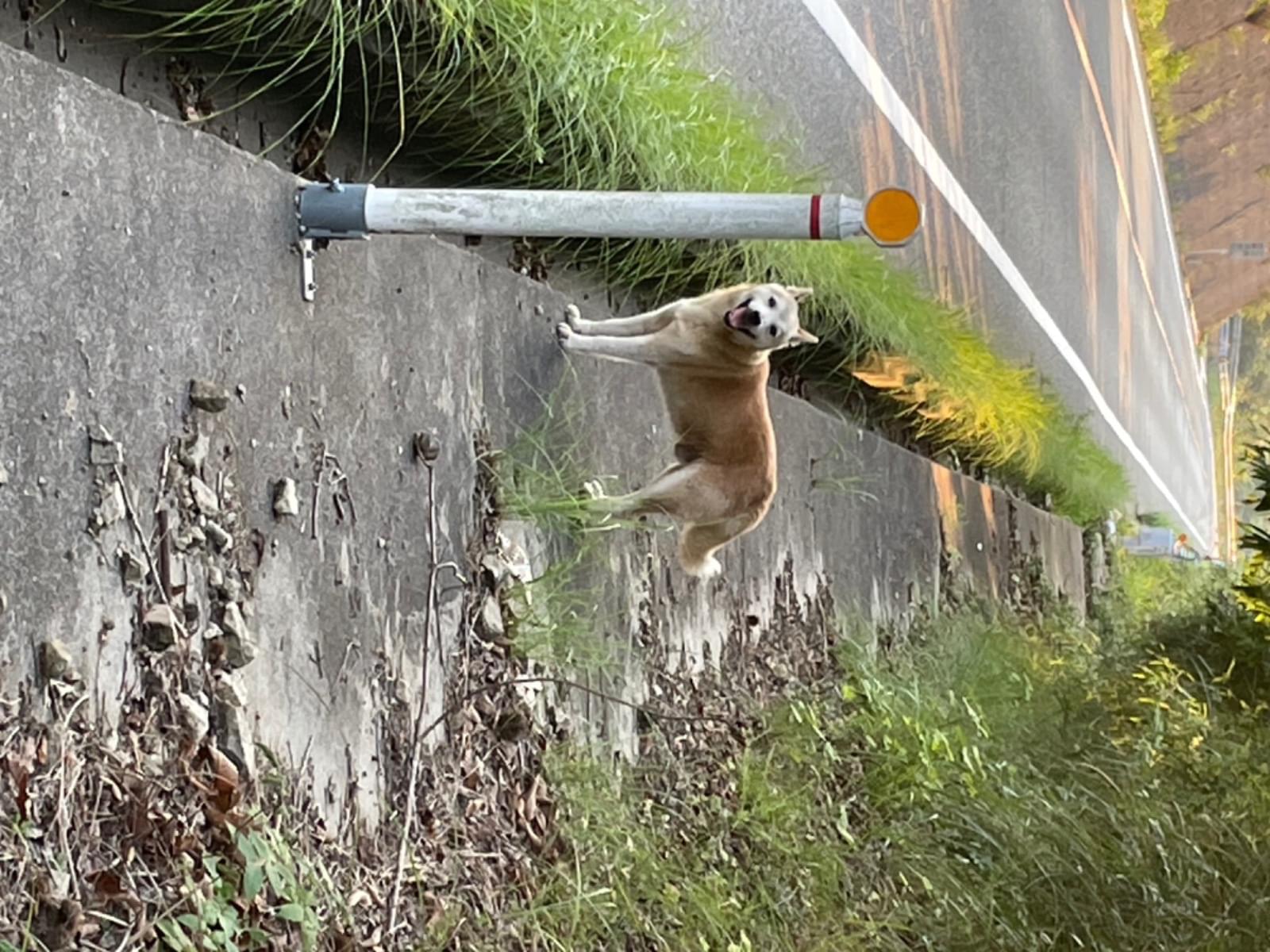目撃された犬 目撃された犬