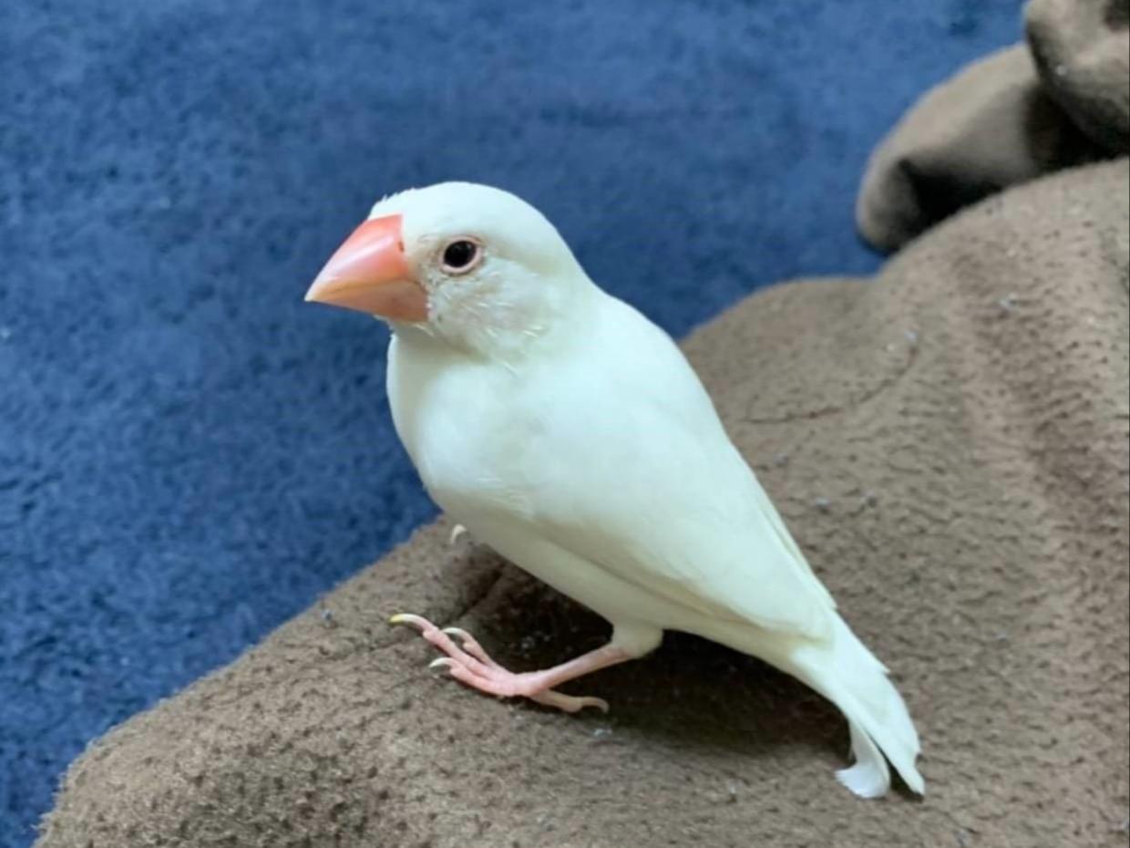 保護された鳥 保護された鳥