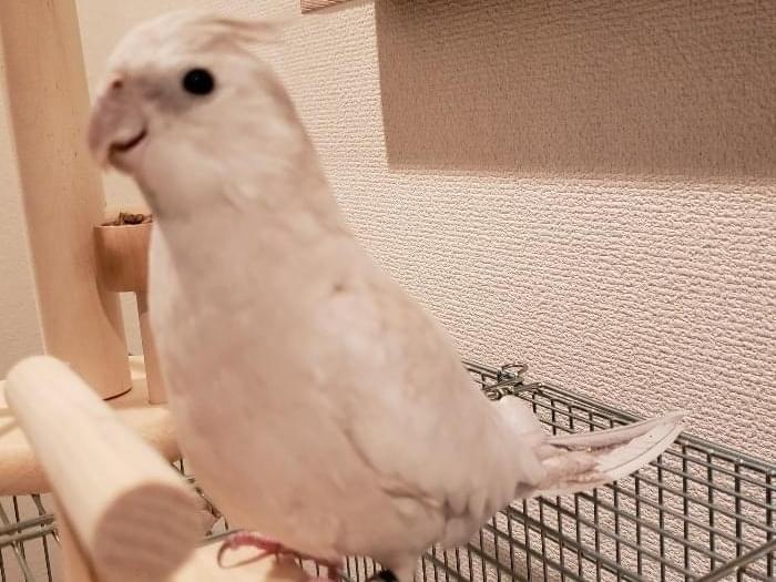 ふうちゃん ふうちゃん