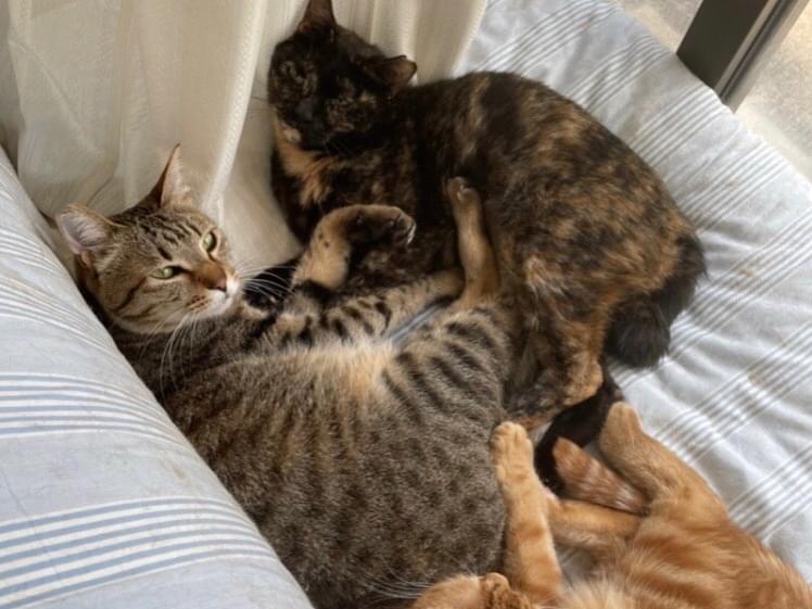 ちょこちゃん ちょこちゃん