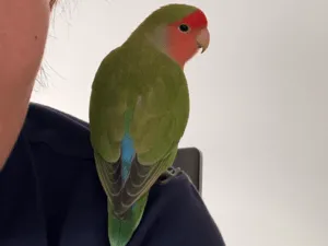 小桜インコ様、専用のpost 9998503【TOMO YAMASHITA DESIGN STUDIO】飼ってます缶バッジ