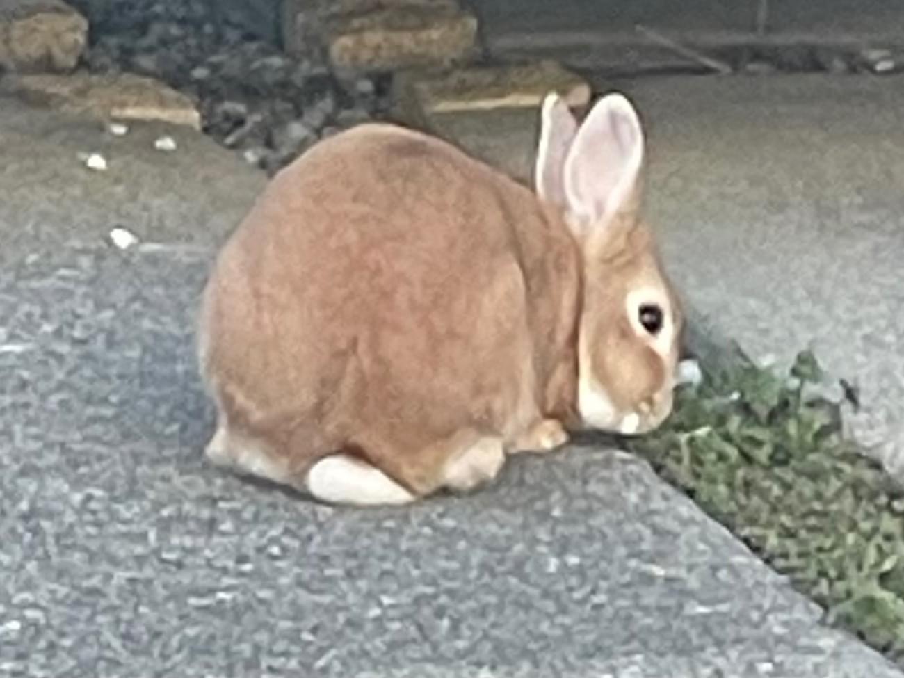 目撃されたペット 目撃されたペット