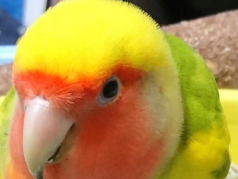 カノンちゃん カノンちゃん