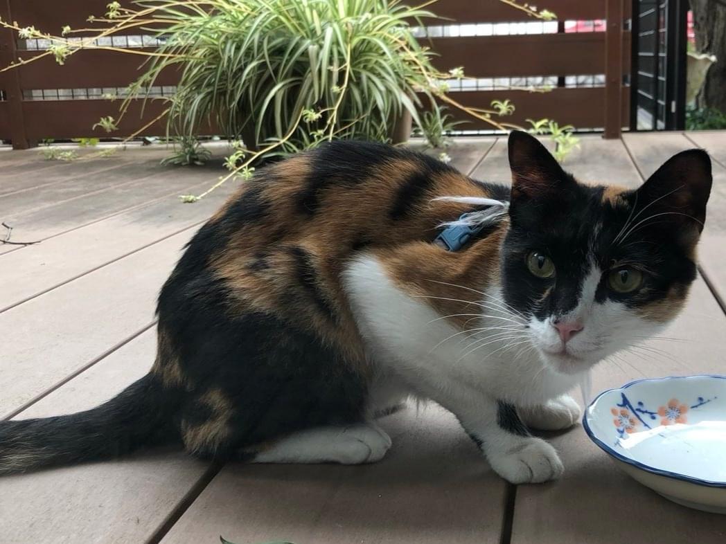 保護された猫 保護された猫