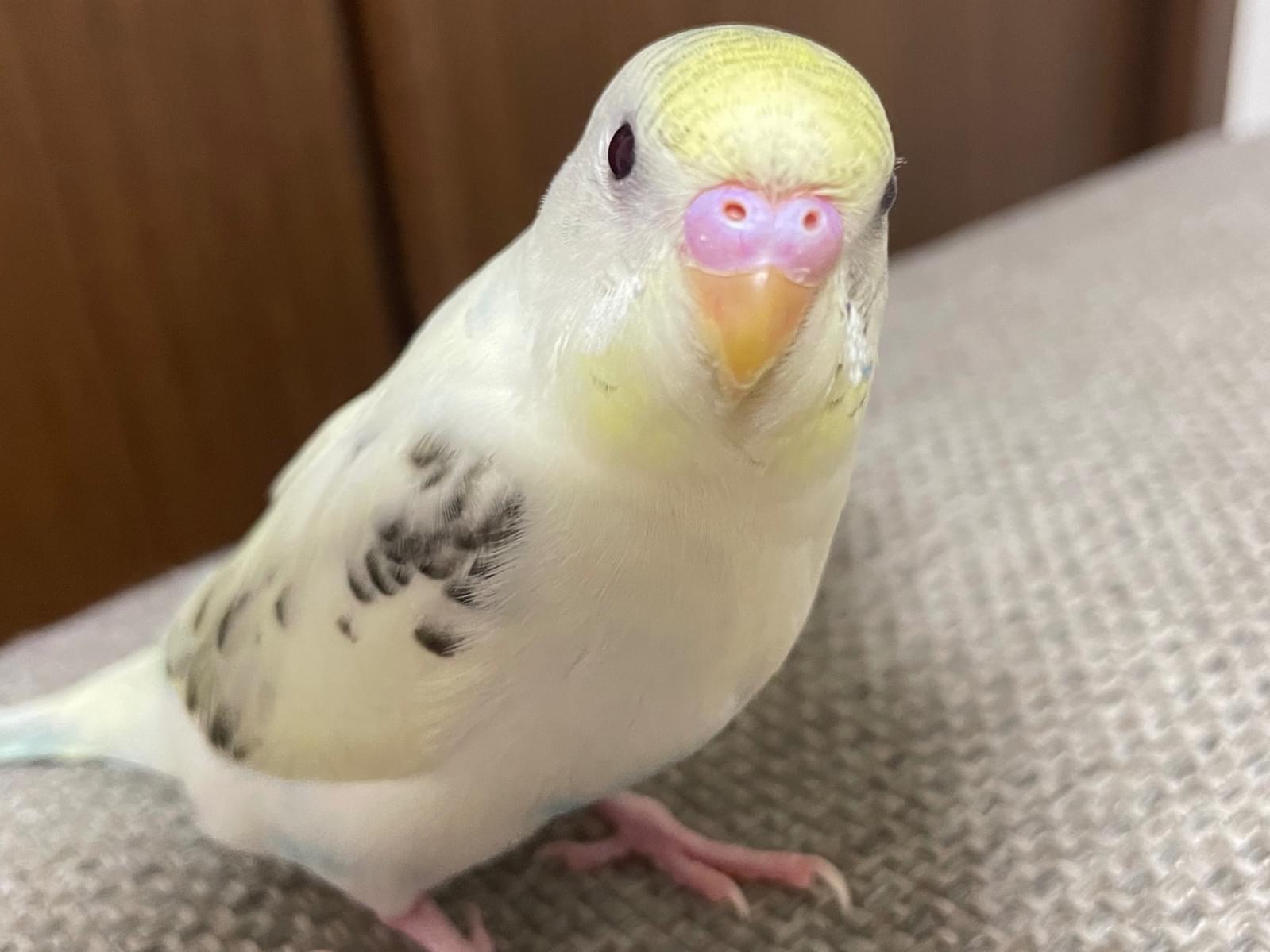 おもちちゃん おもちちゃん