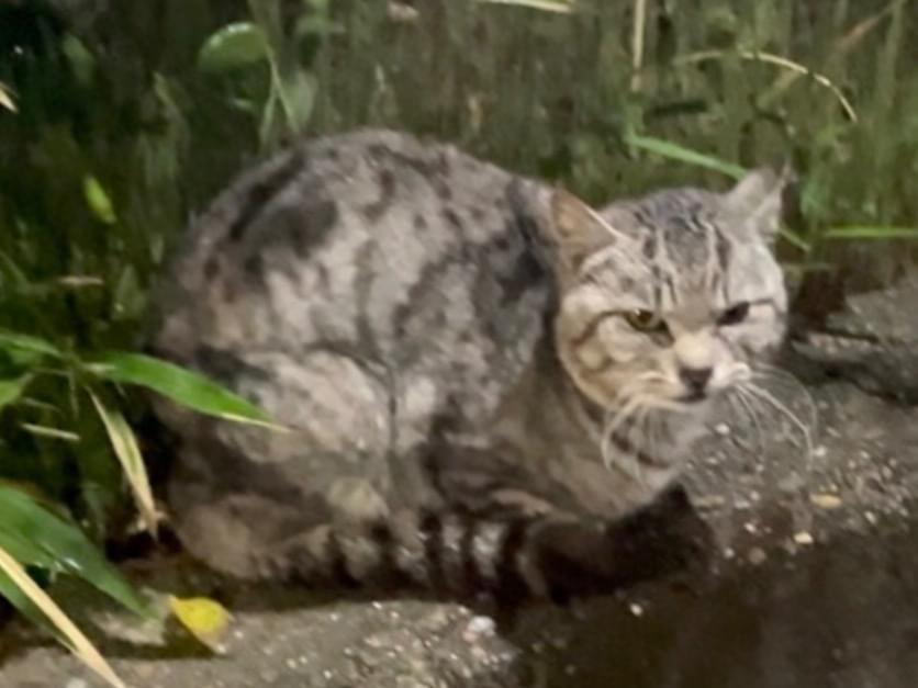 目撃された猫 目撃された猫