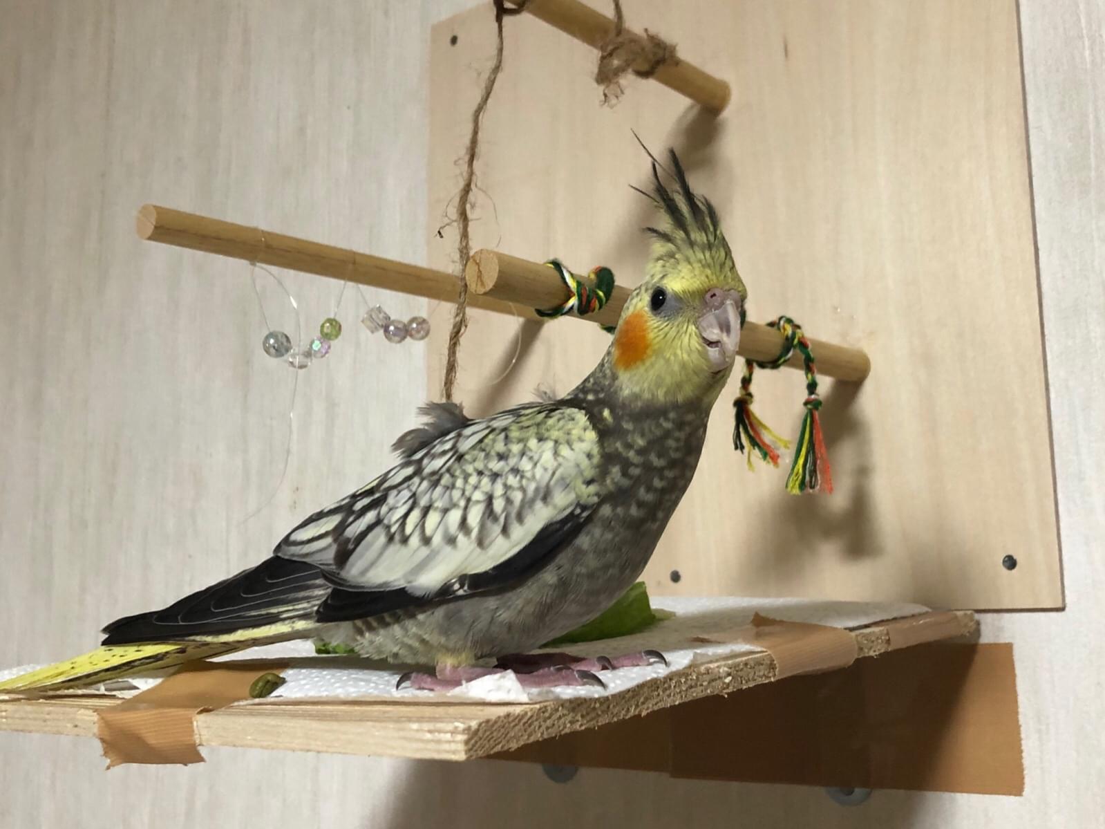 保護された鳥 保護された鳥