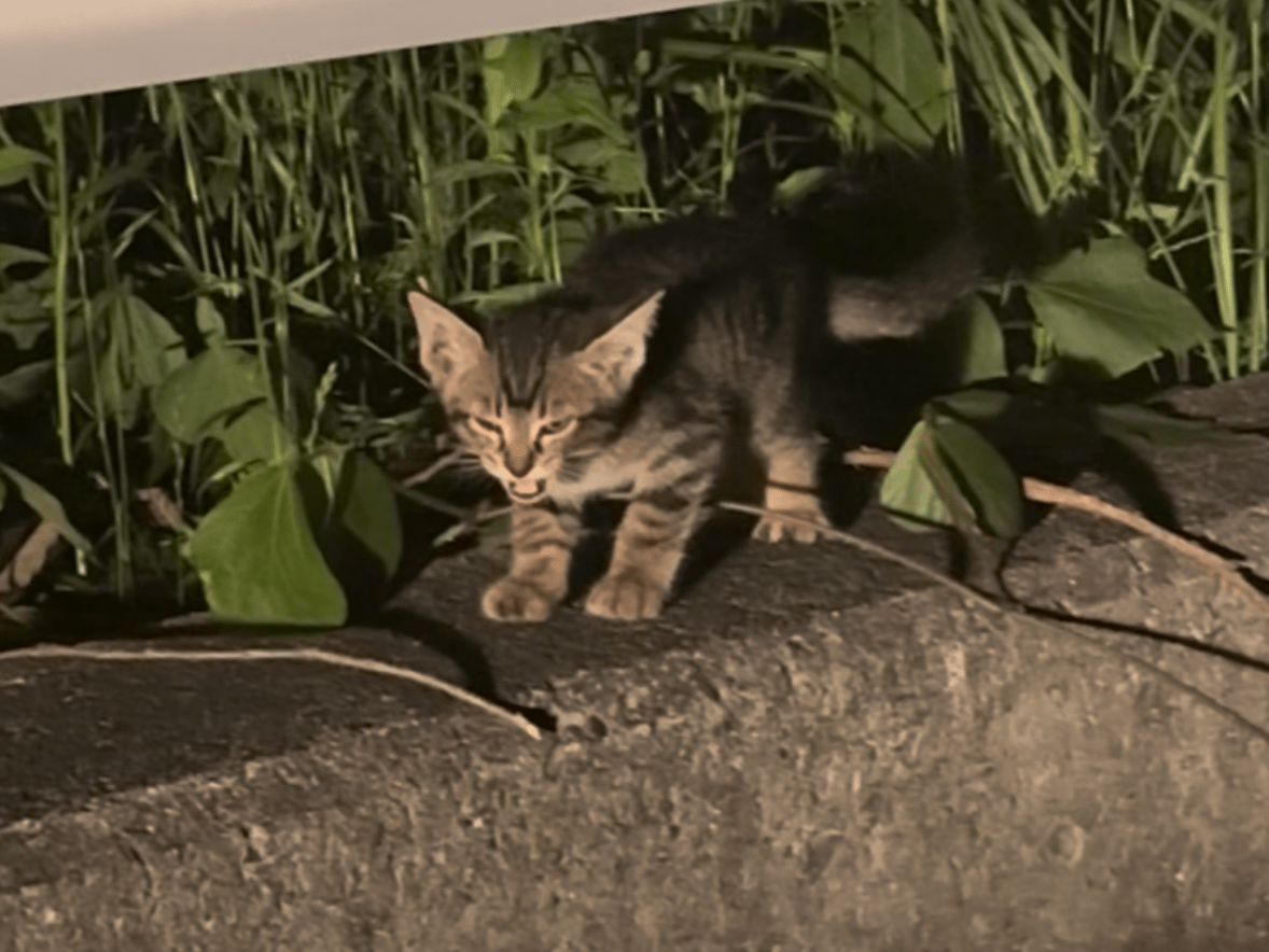目撃された猫