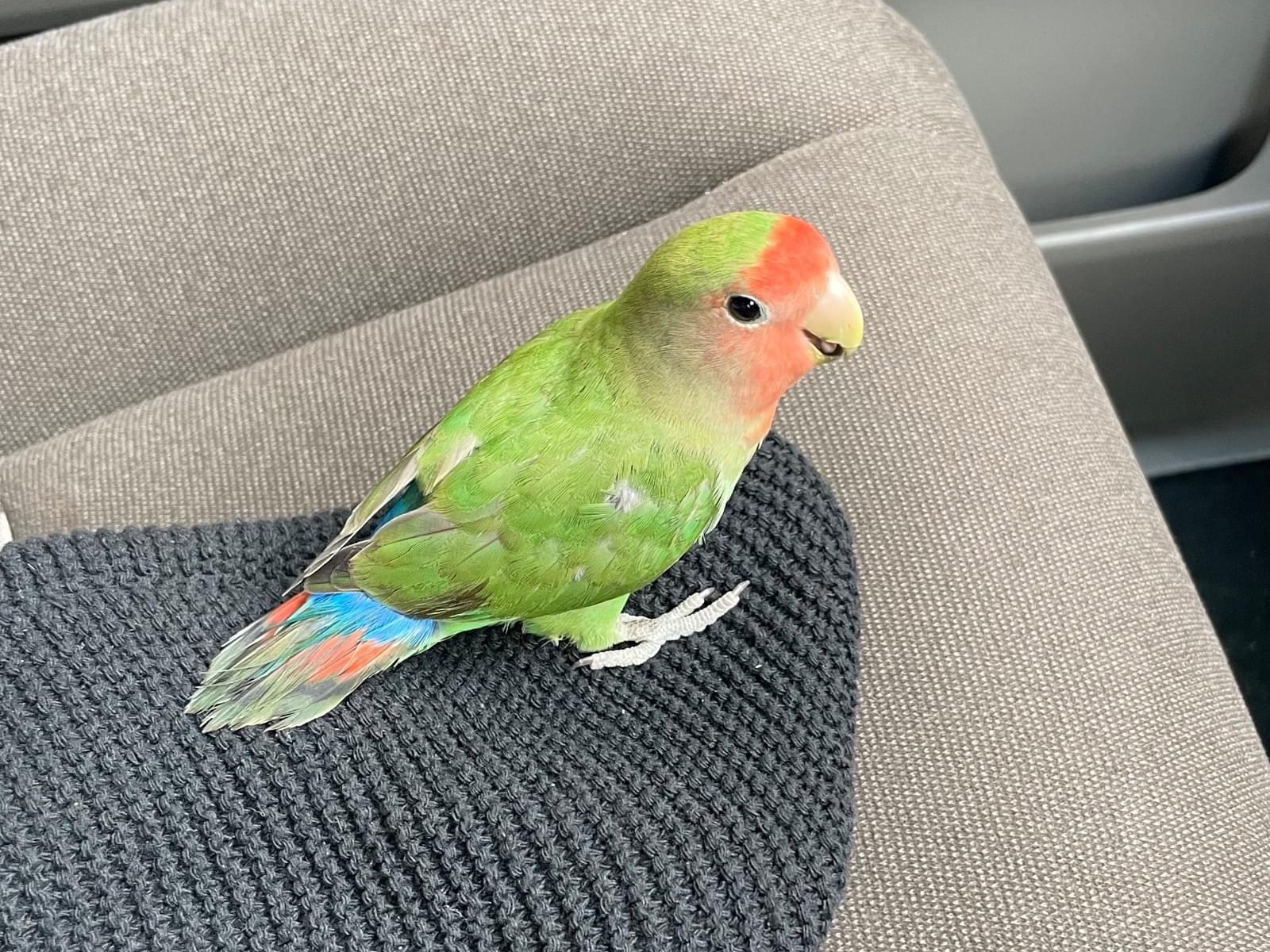 保護された鳥 保護された鳥