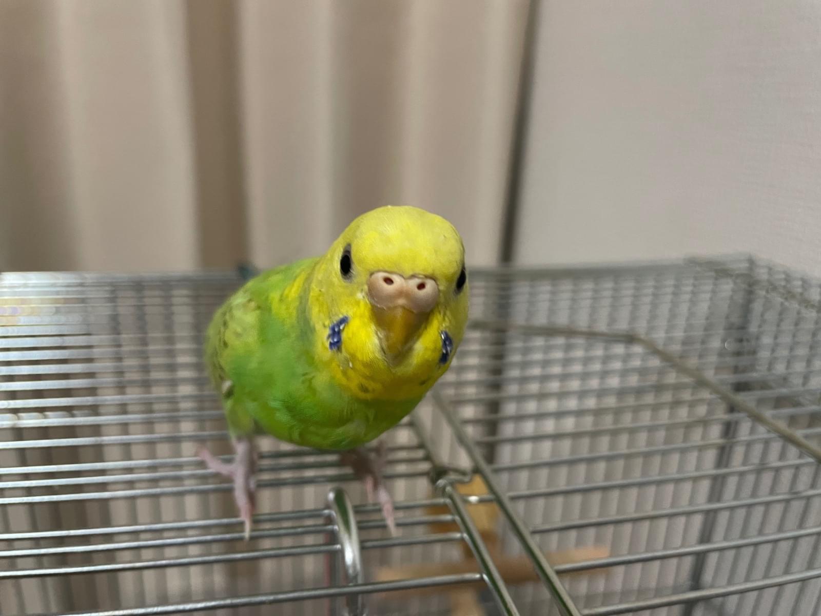 月見ちゃん 月見ちゃん