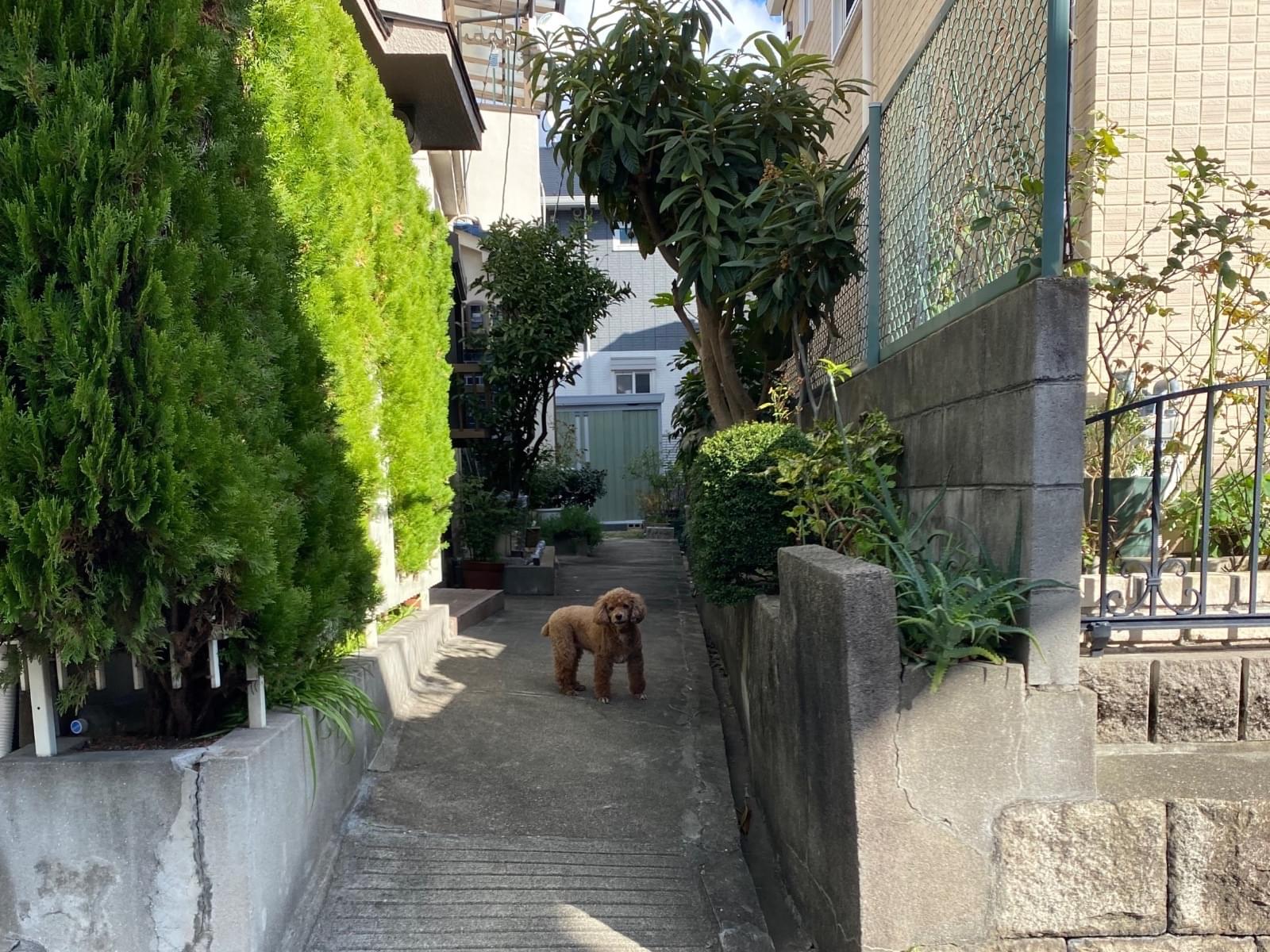 目撃された犬 目撃された犬