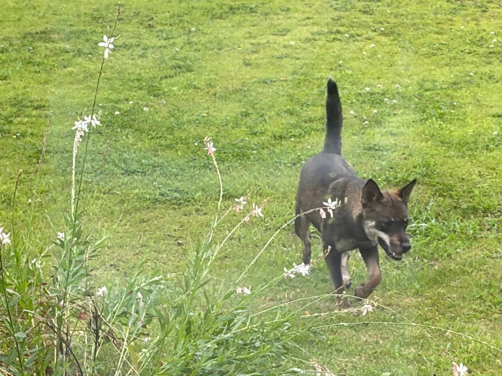 目撃された犬 目撃された犬