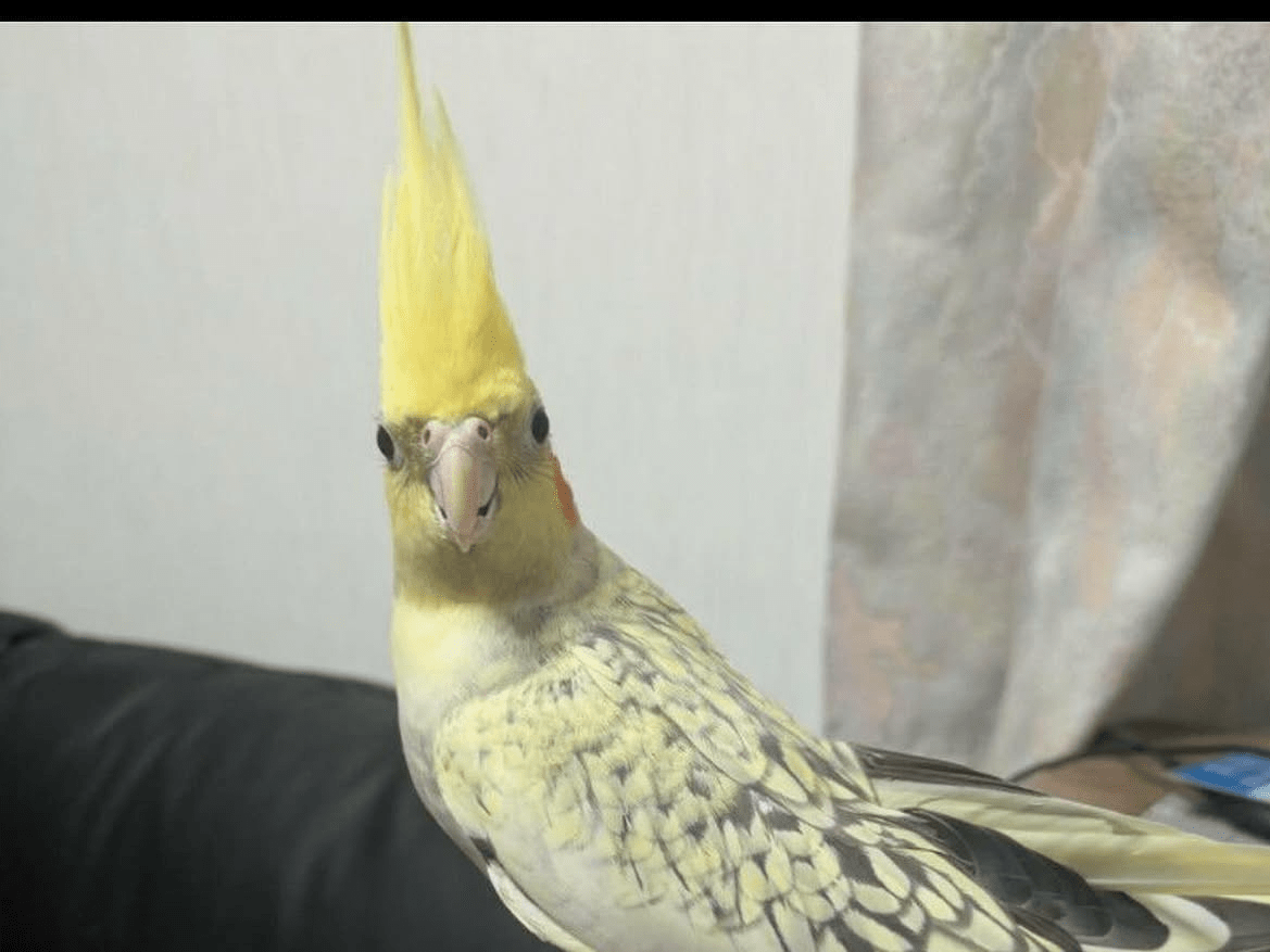 モンちゃん