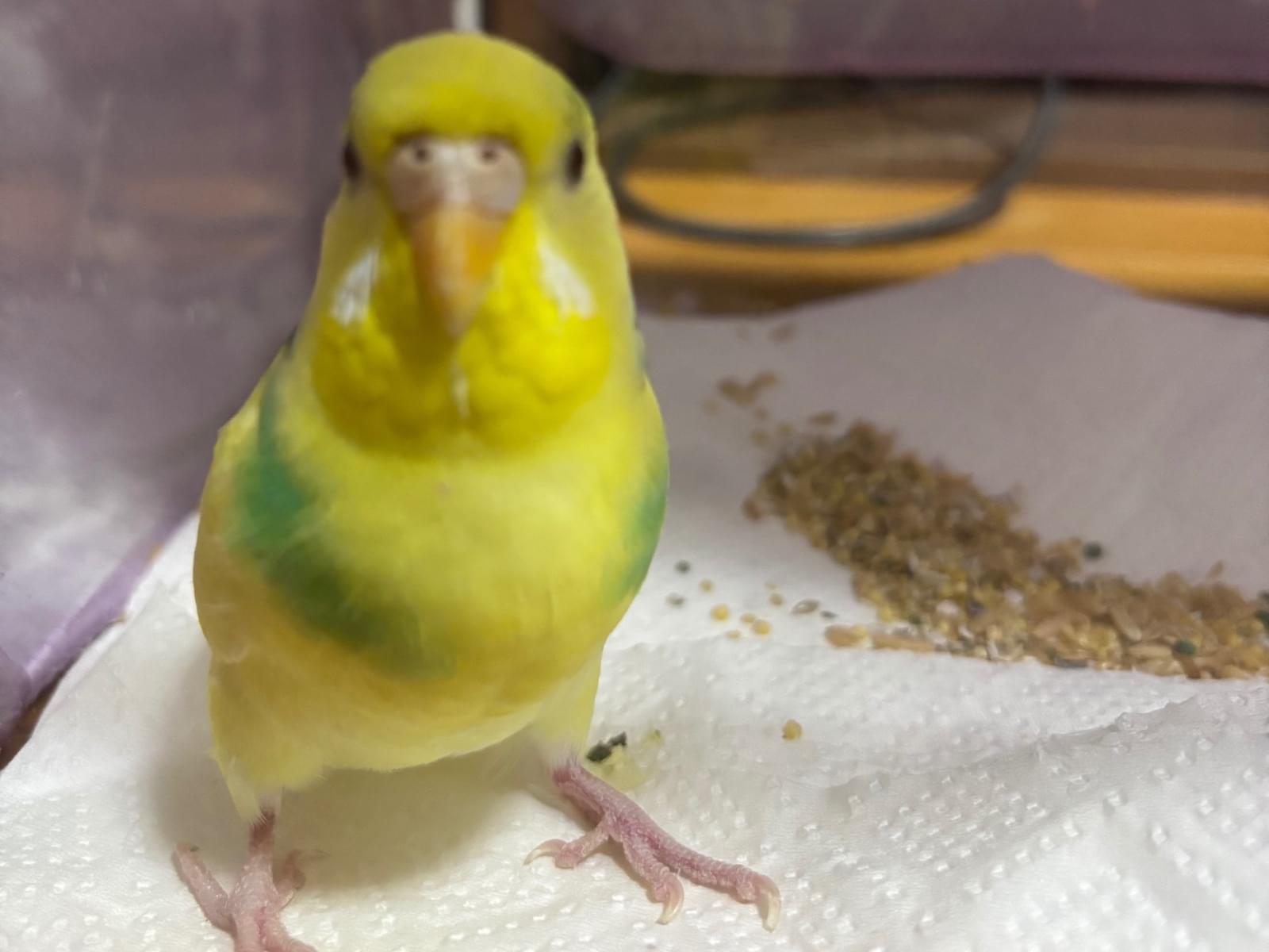 保護された鳥 保護された鳥