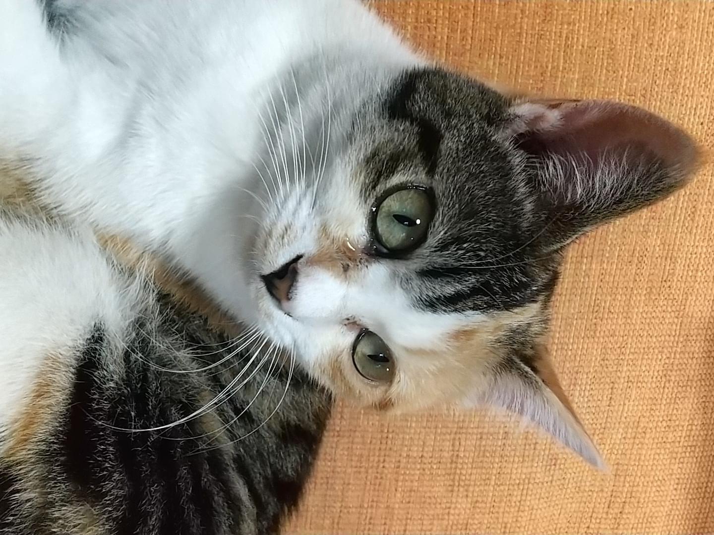 ゆきちゃん ゆきちゃん