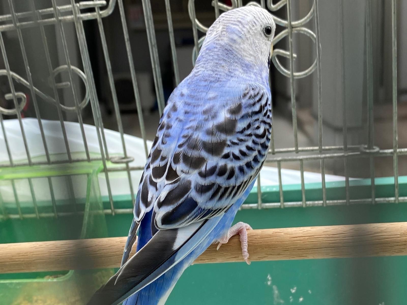 保護された鳥 保護された鳥