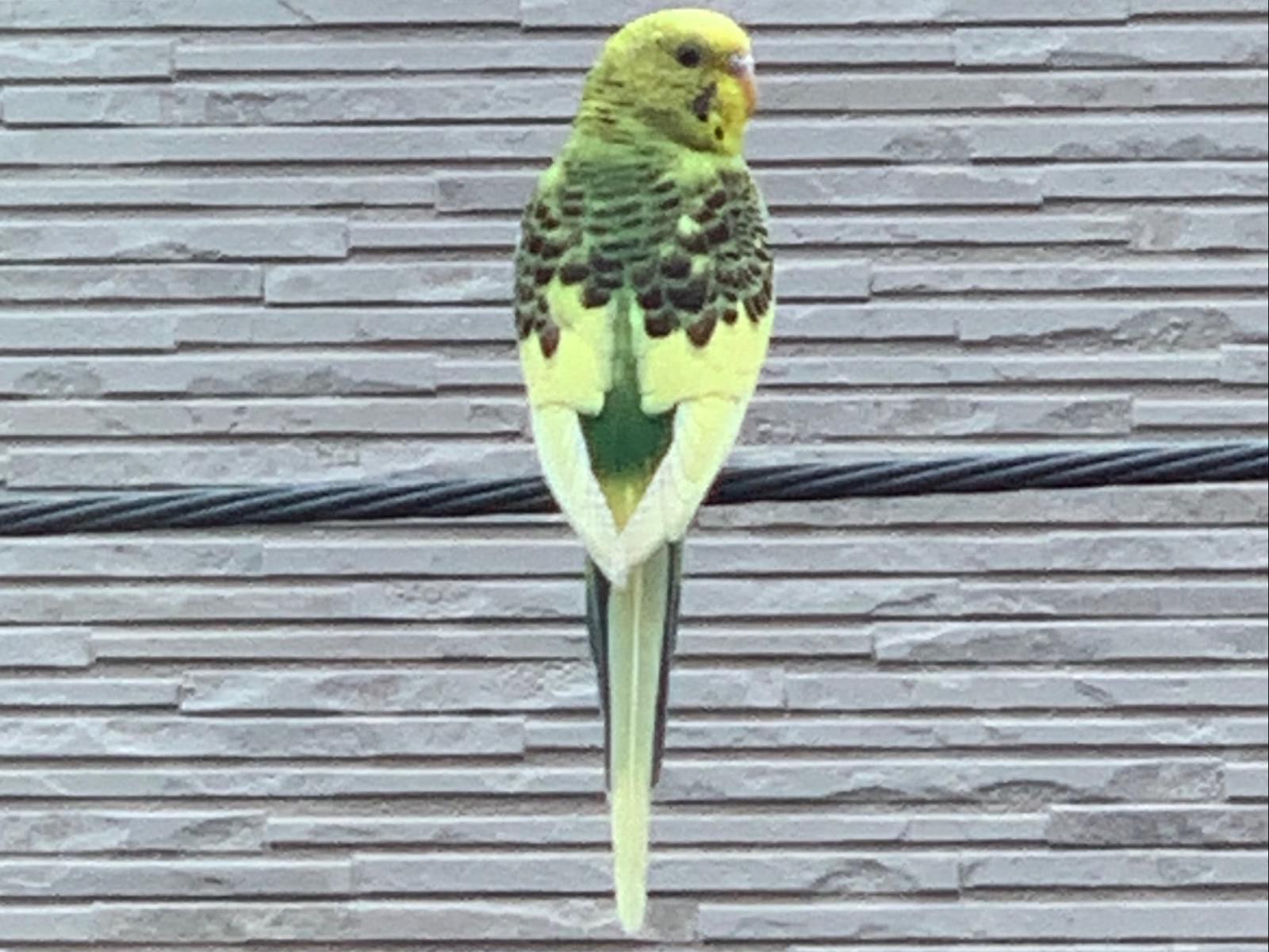 目撃された鳥 目撃された鳥