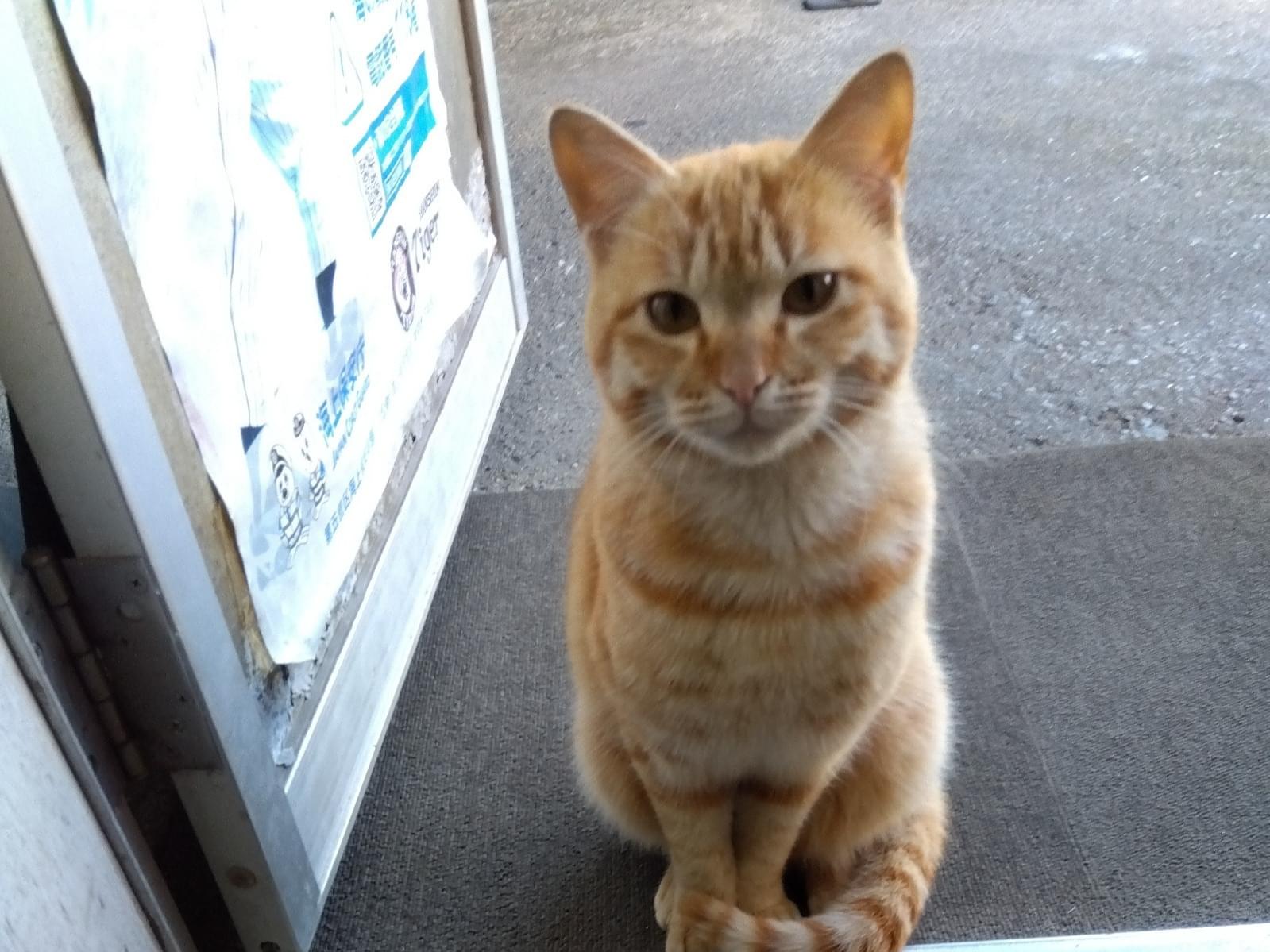 目撃された猫 目撃された猫