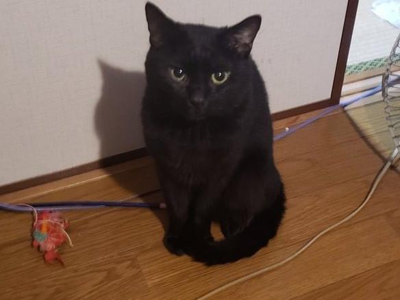 クロちゃん クロちゃん