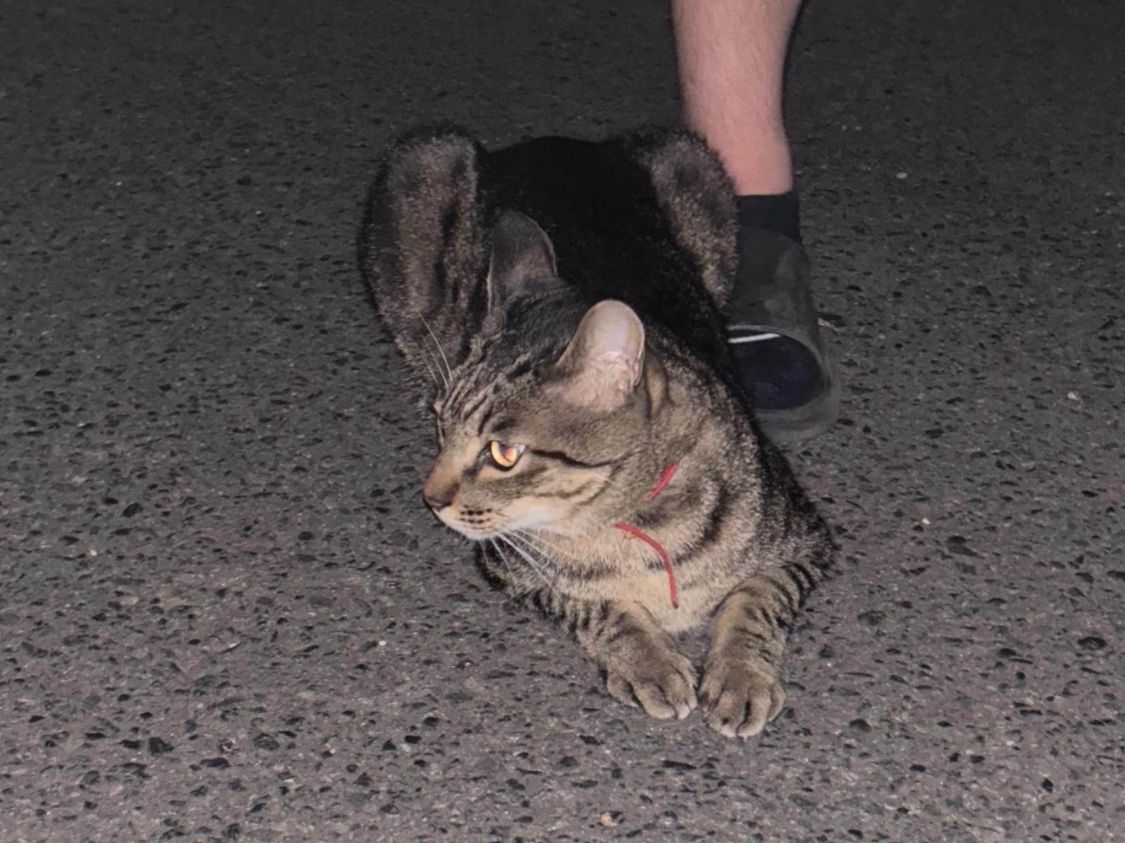 目撃された猫 目撃された猫
