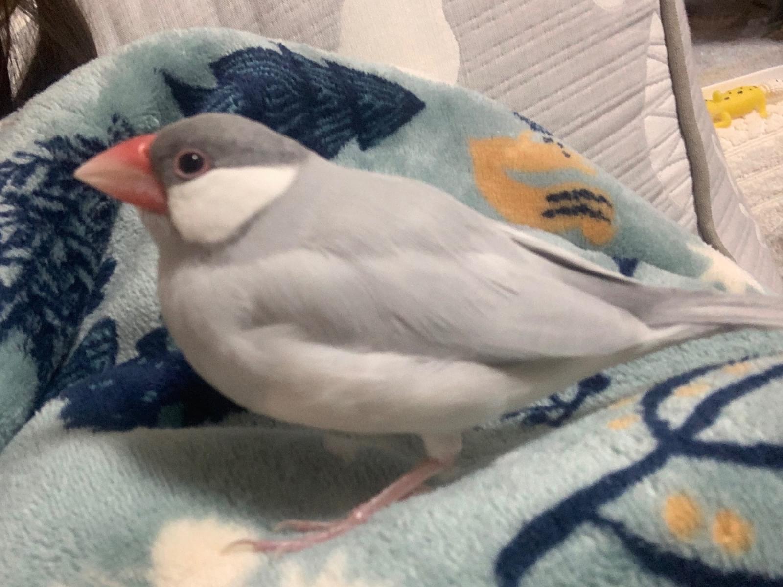 ここちゃん ここちゃん