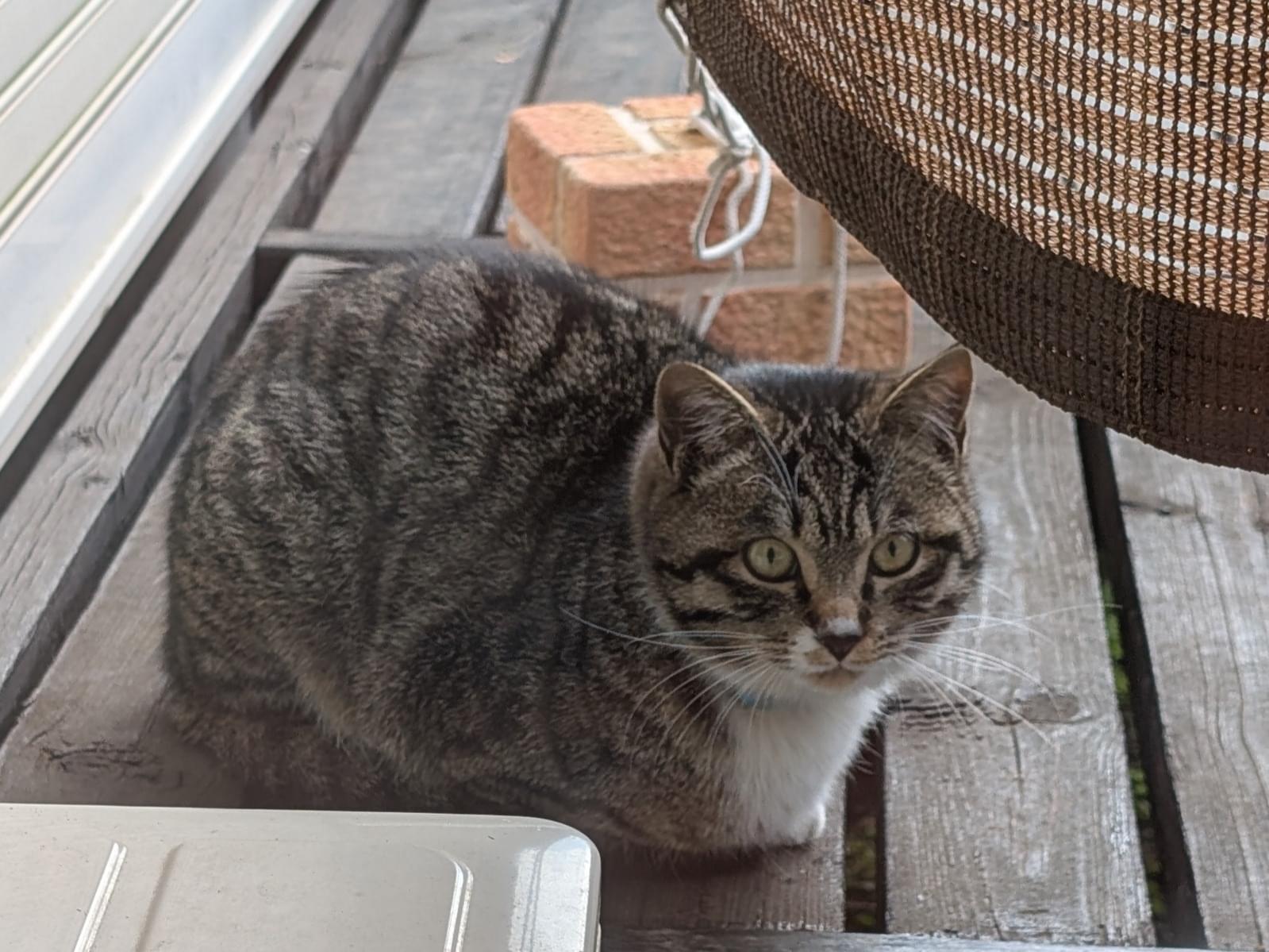 目撃された猫 目撃された猫