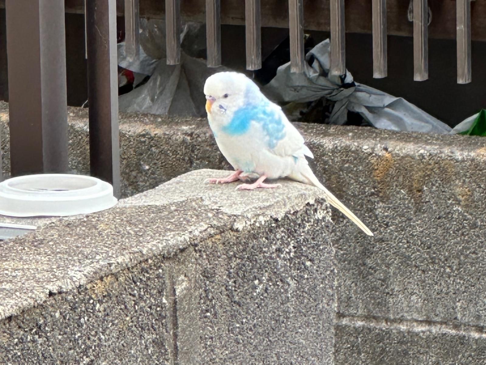 目撃された鳥 目撃された鳥