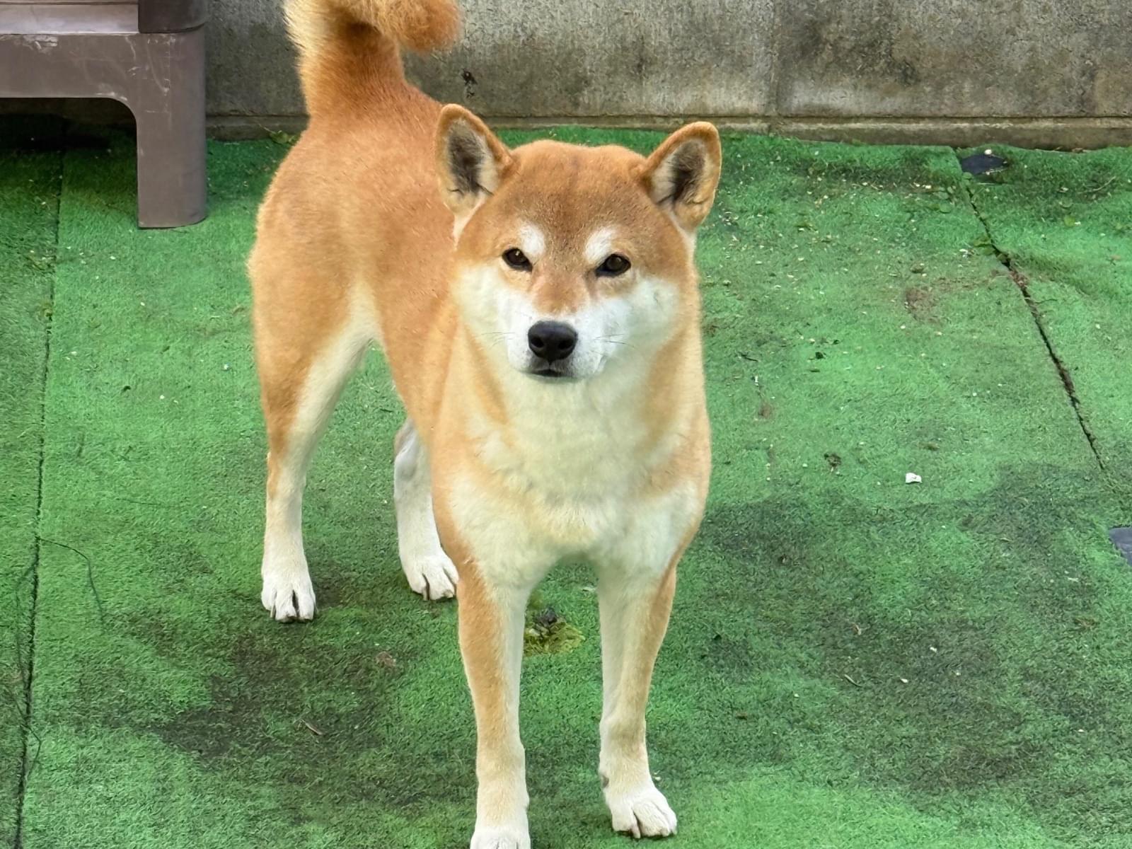 ベックちゃん ベックちゃん