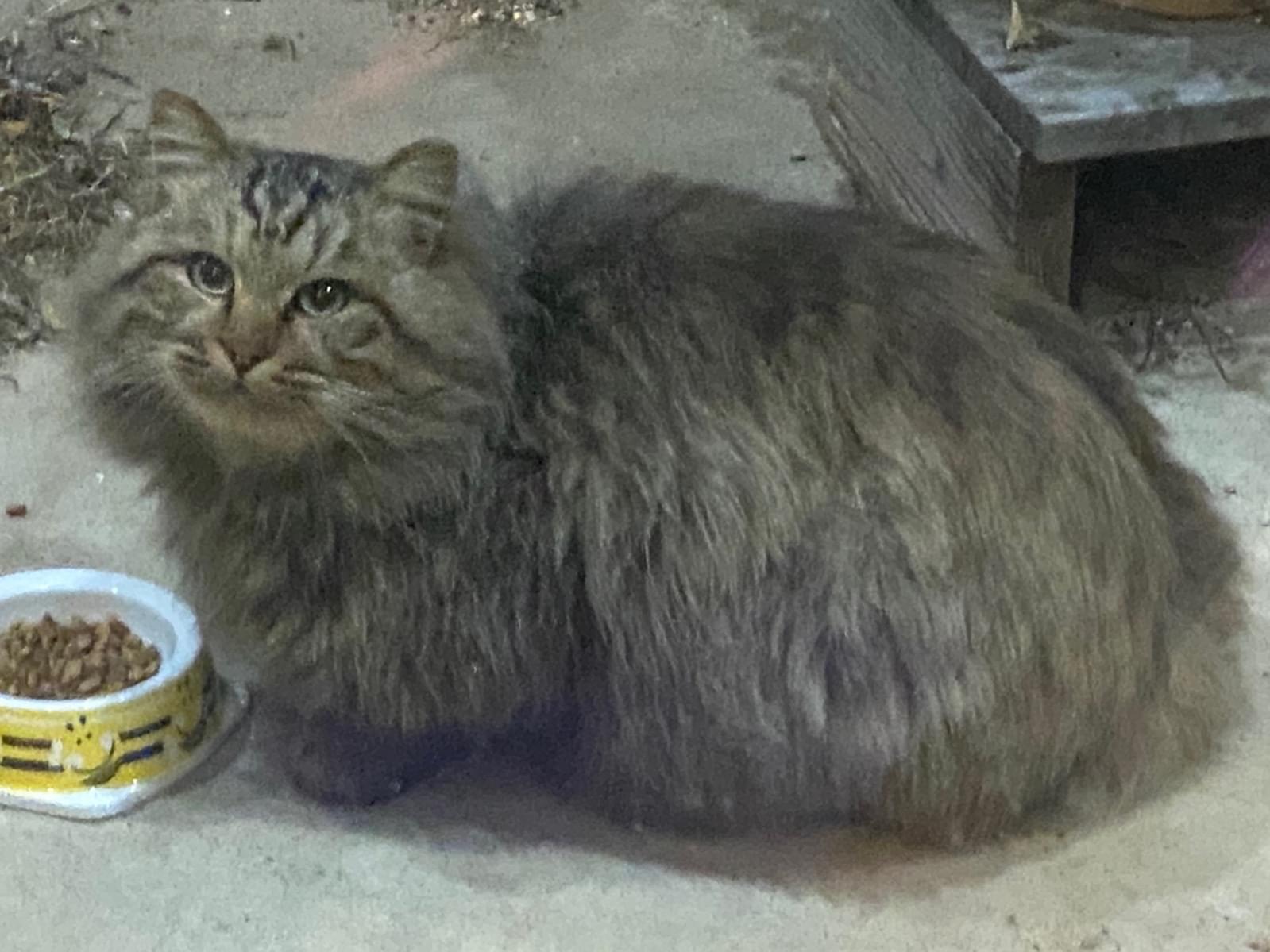 目撃された猫 目撃された猫