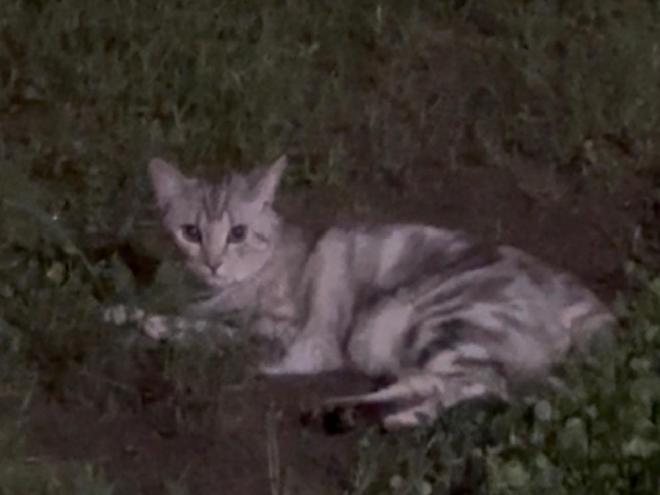 目撃された猫