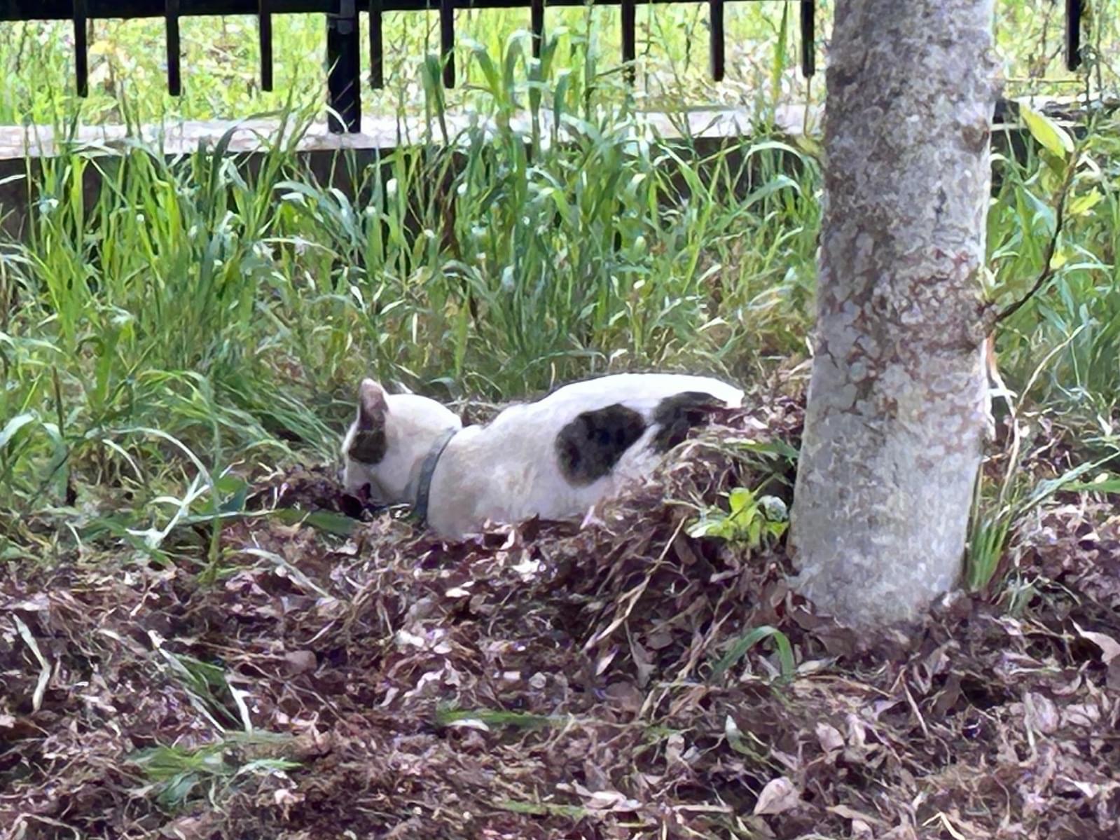 目撃された猫 目撃された猫