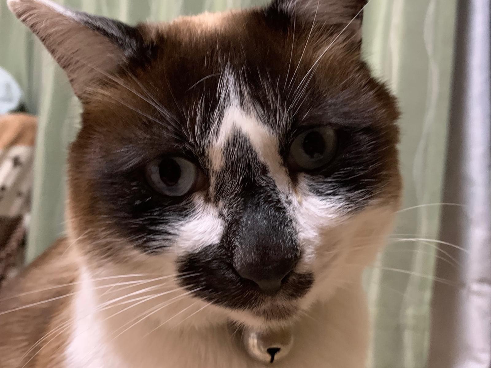 保護された猫 保護された猫