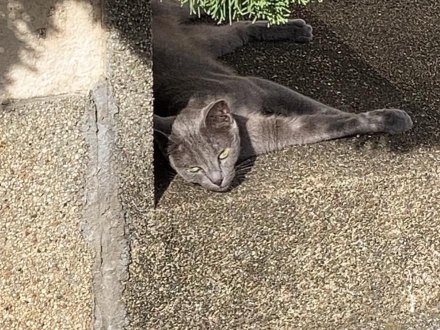 保護された猫 保護された猫