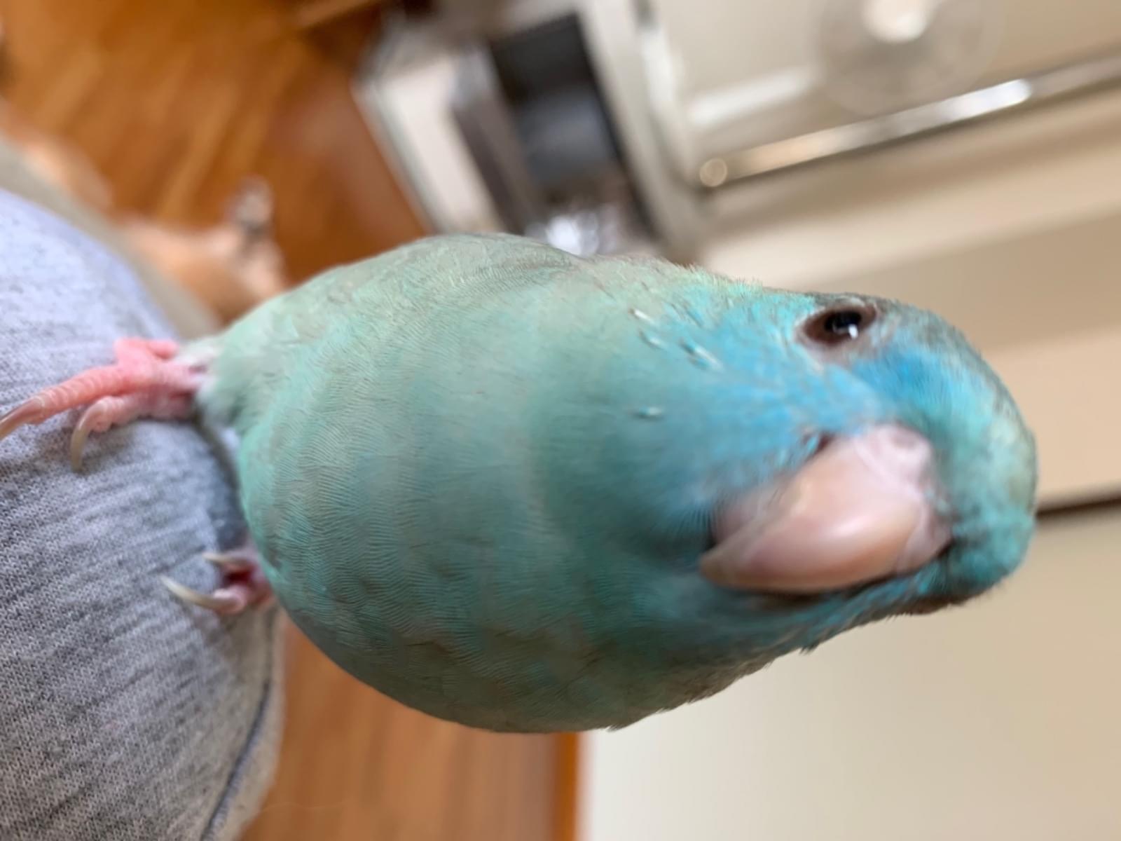 よもぎちゃん よもぎちゃん