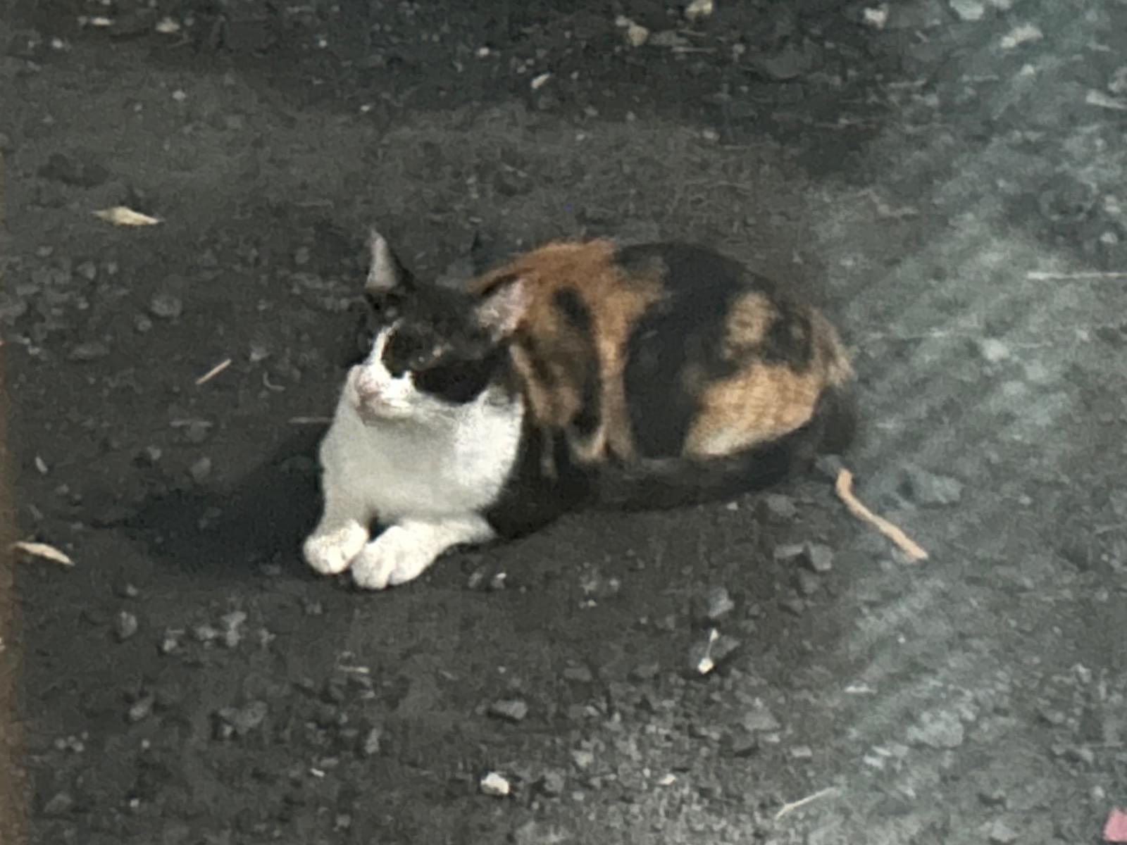 目撃された猫 目撃された猫