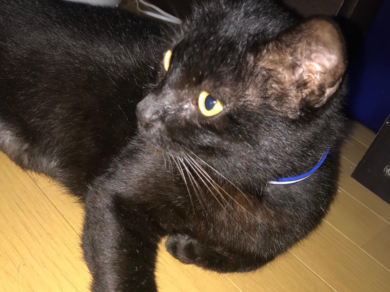 保護された猫 保護された猫