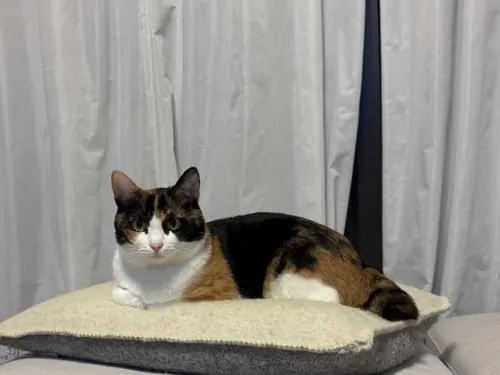 三毛縞斑 trip ぱしゃっつ 7月20日まで値下げ image.jpg