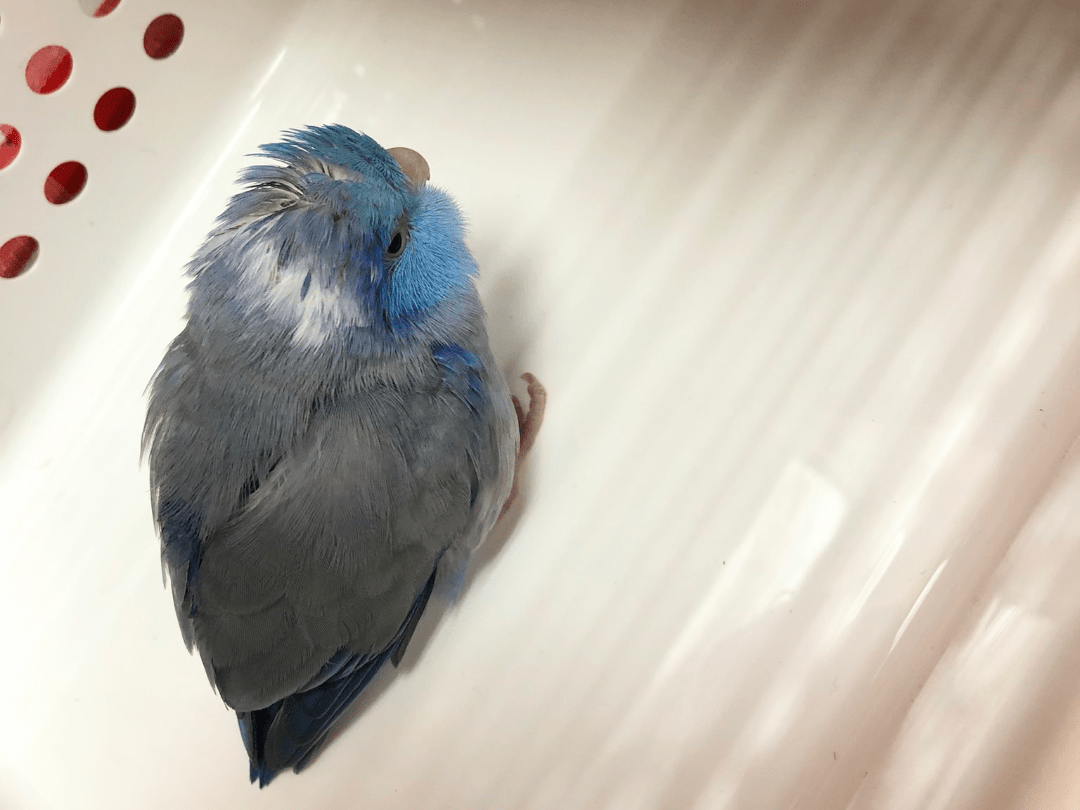 保護された鳥 保護された鳥