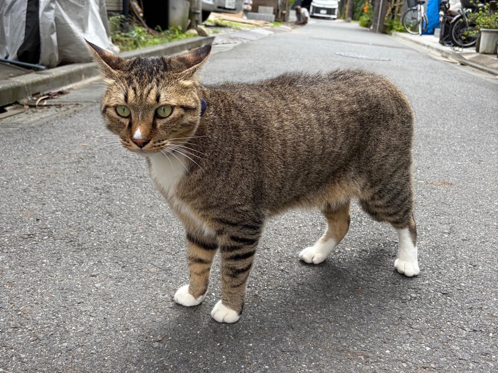 目撃された猫