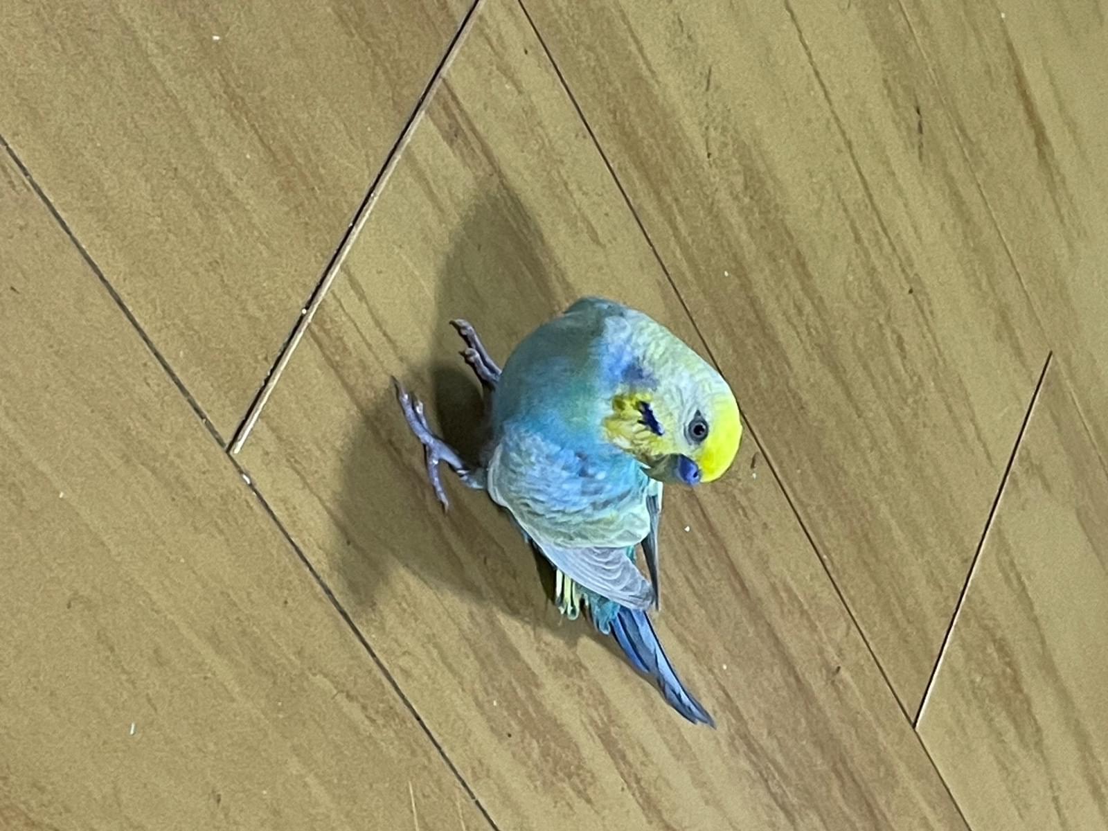 保護された鳥 保護された鳥