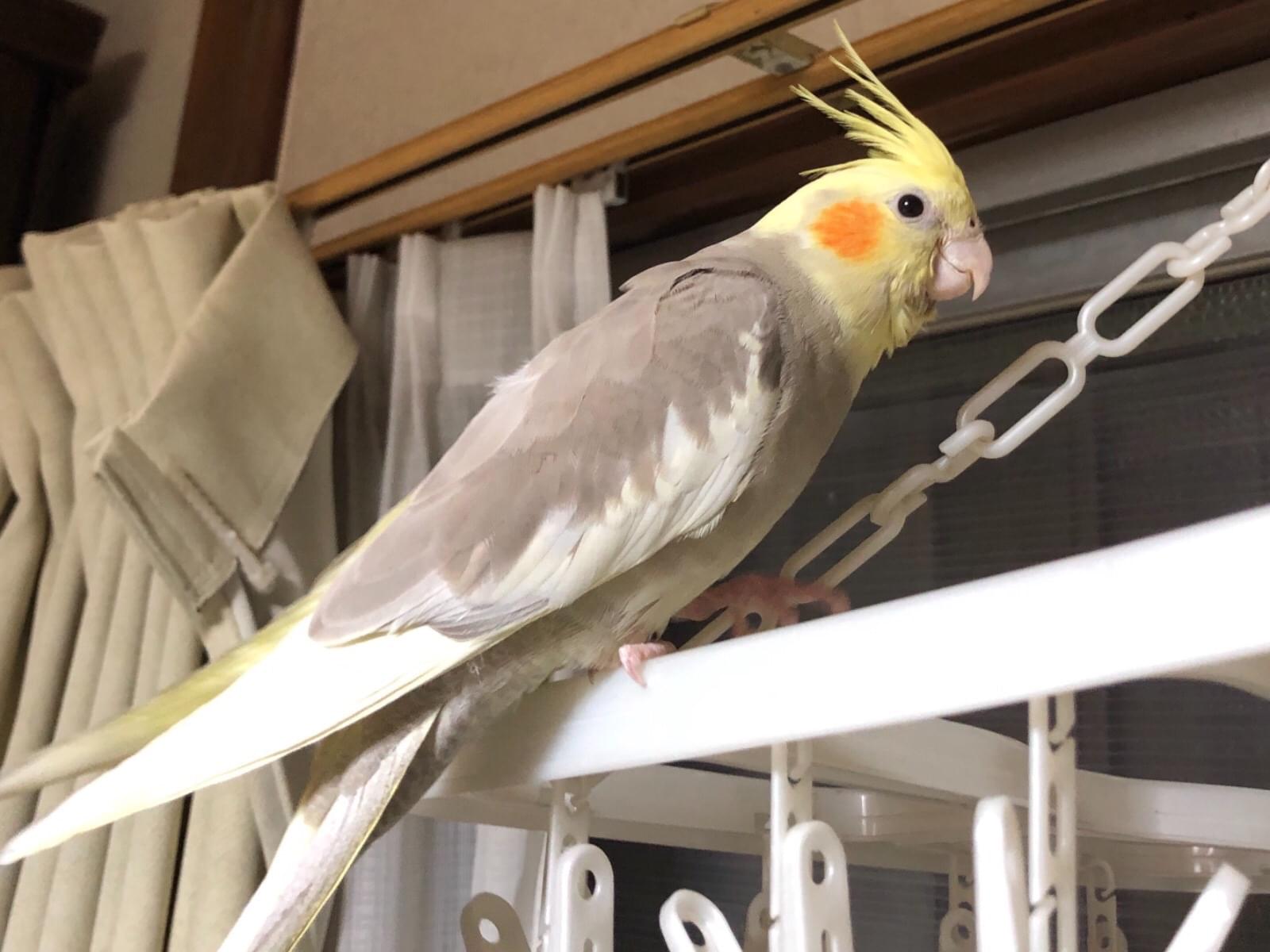 かめちゃん かめちゃん