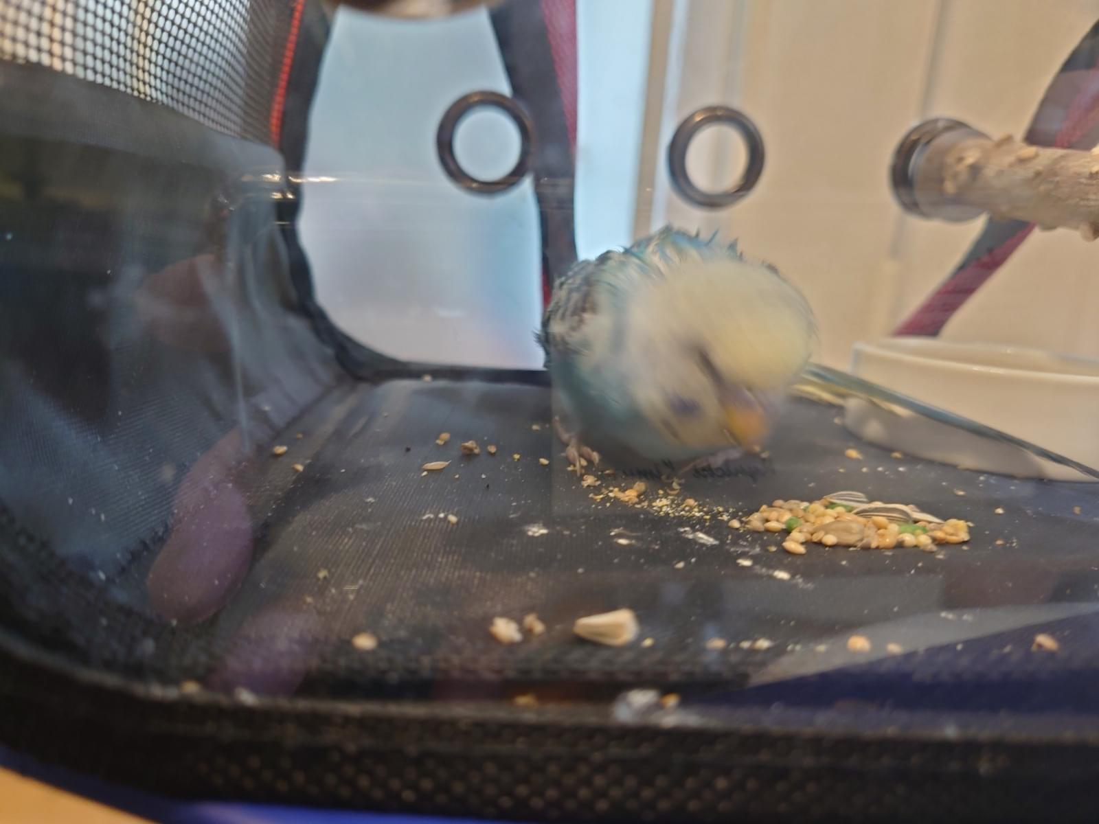 保護された鳥 保護された鳥