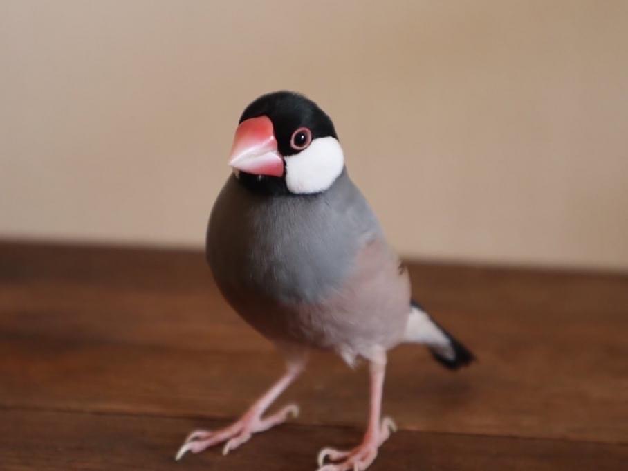 サンちゃん サンちゃん