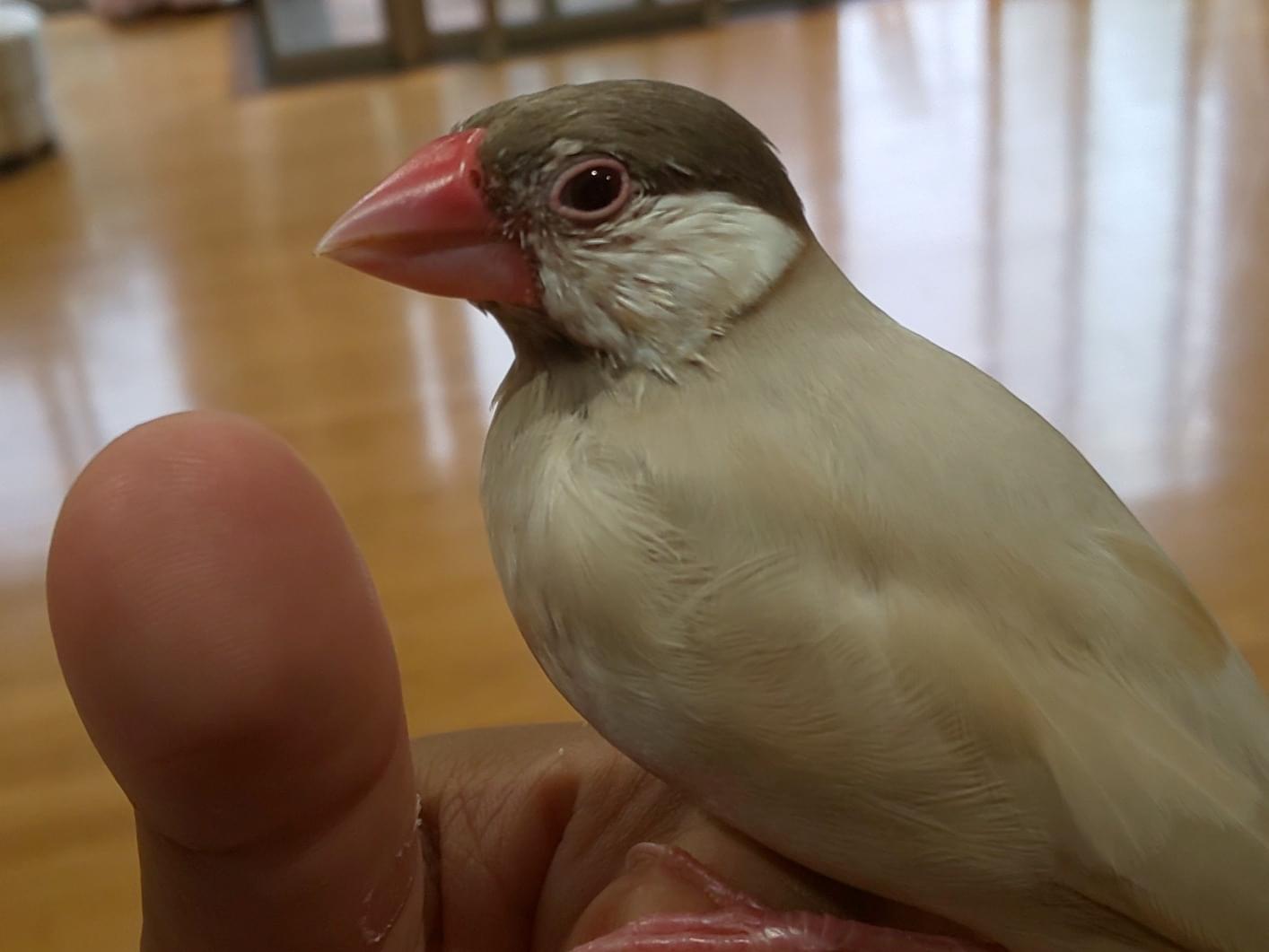 保護された鳥 保護された鳥