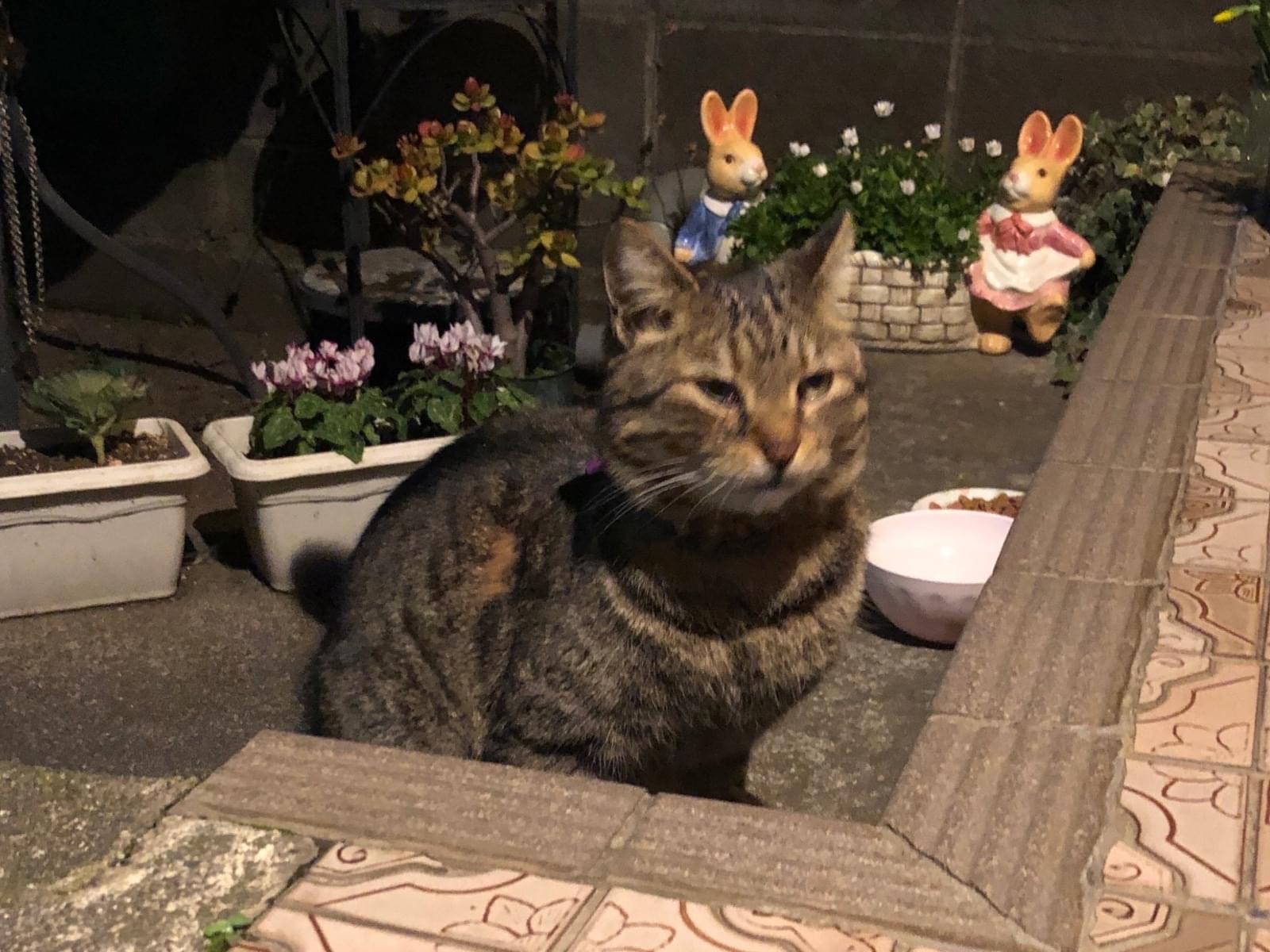 目撃された猫 目撃された猫