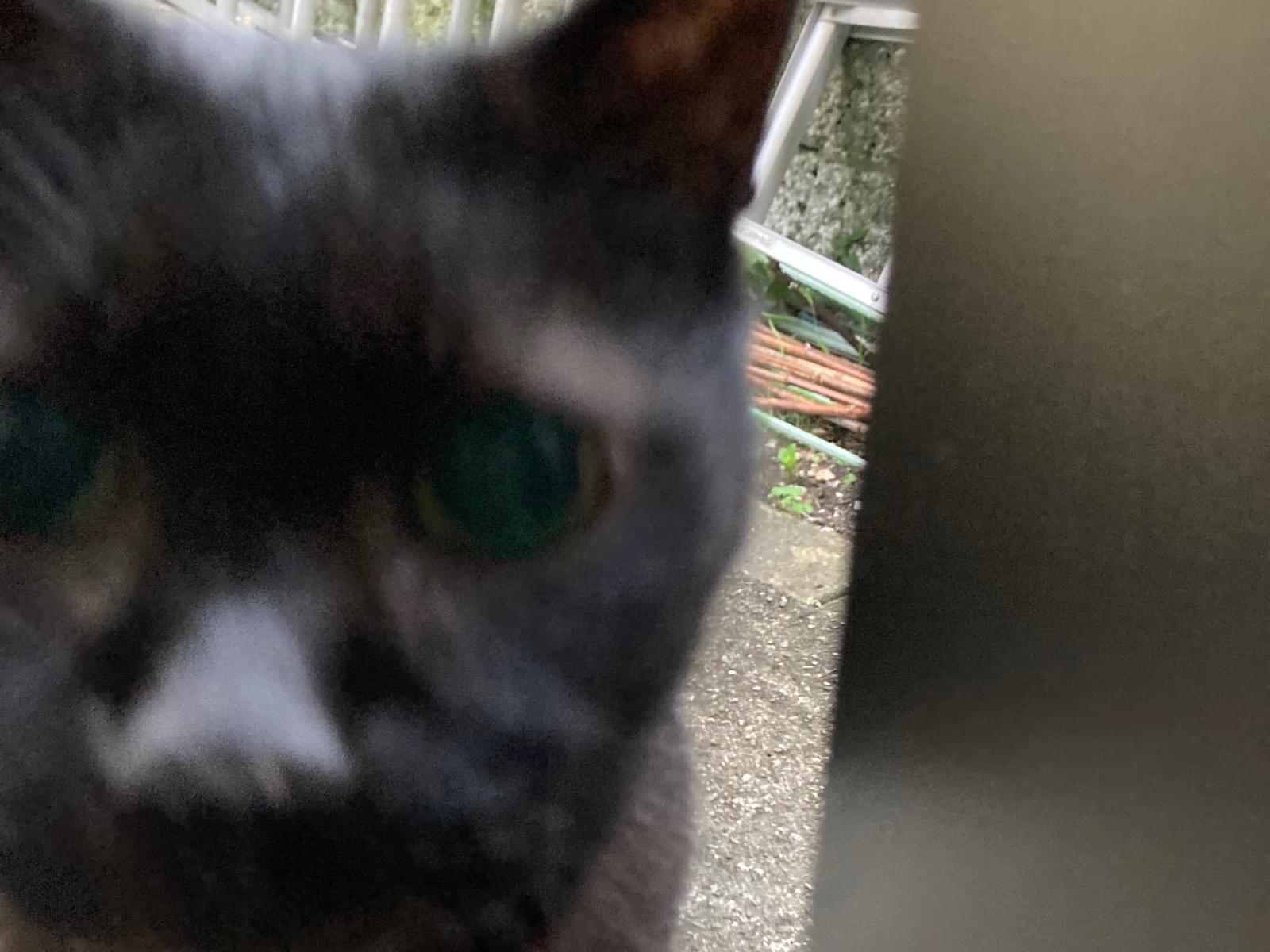 目撃された猫 目撃された猫