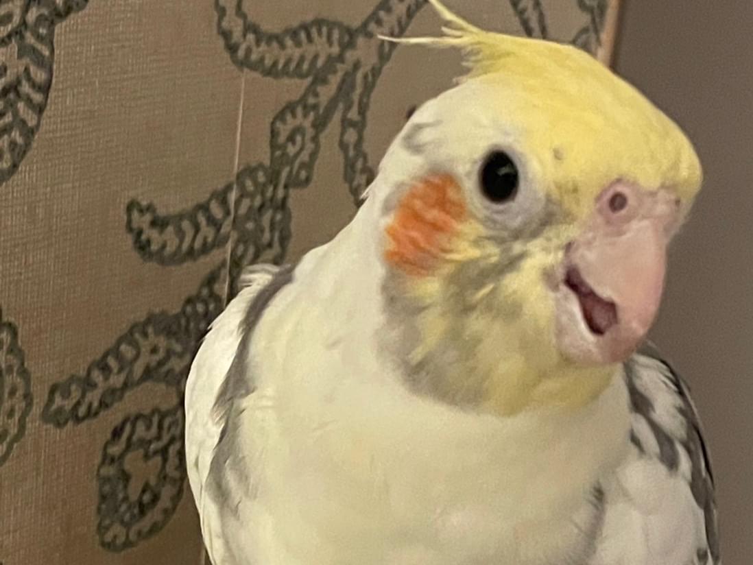 ふくちゃん ふくちゃん