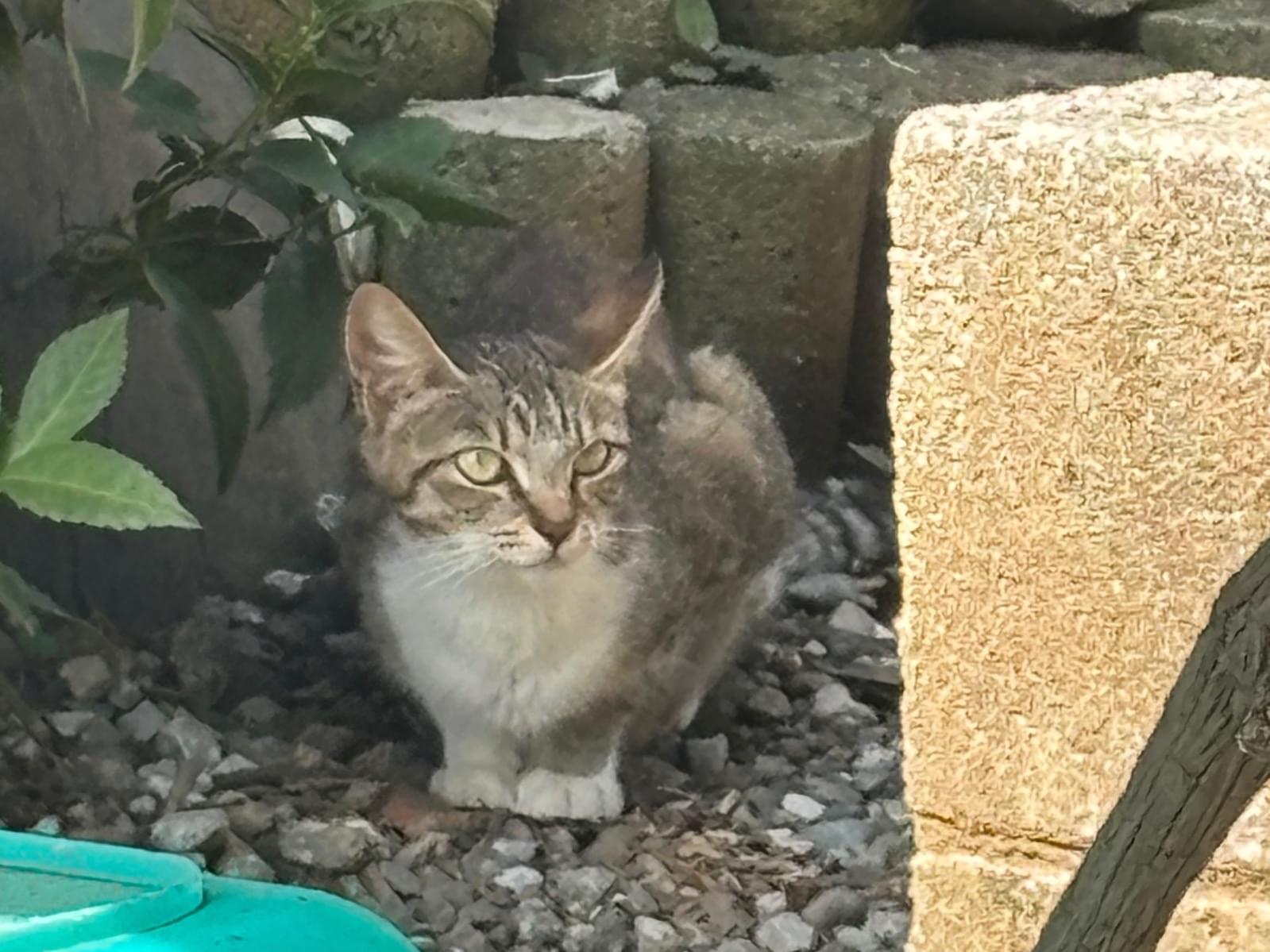 目撃された猫