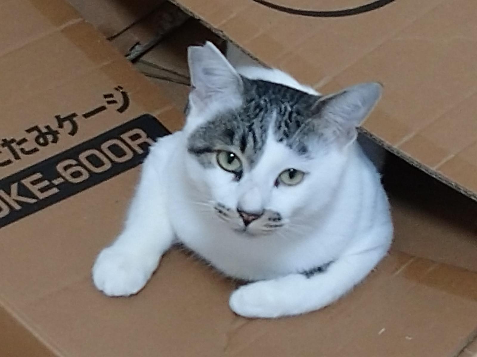 ぶーちーちゃん ぶーちーちゃん