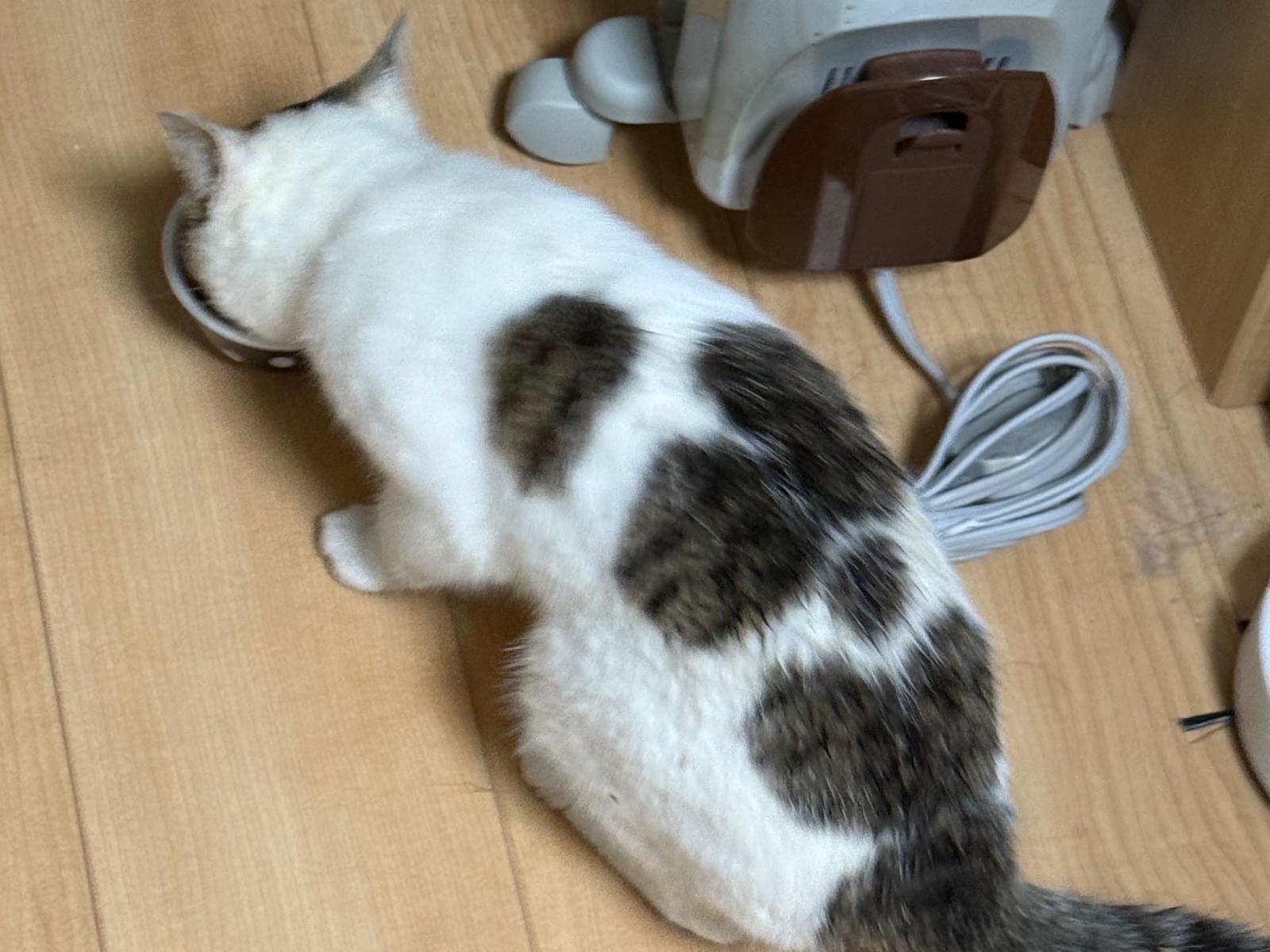 ひめちゃん ひめちゃん